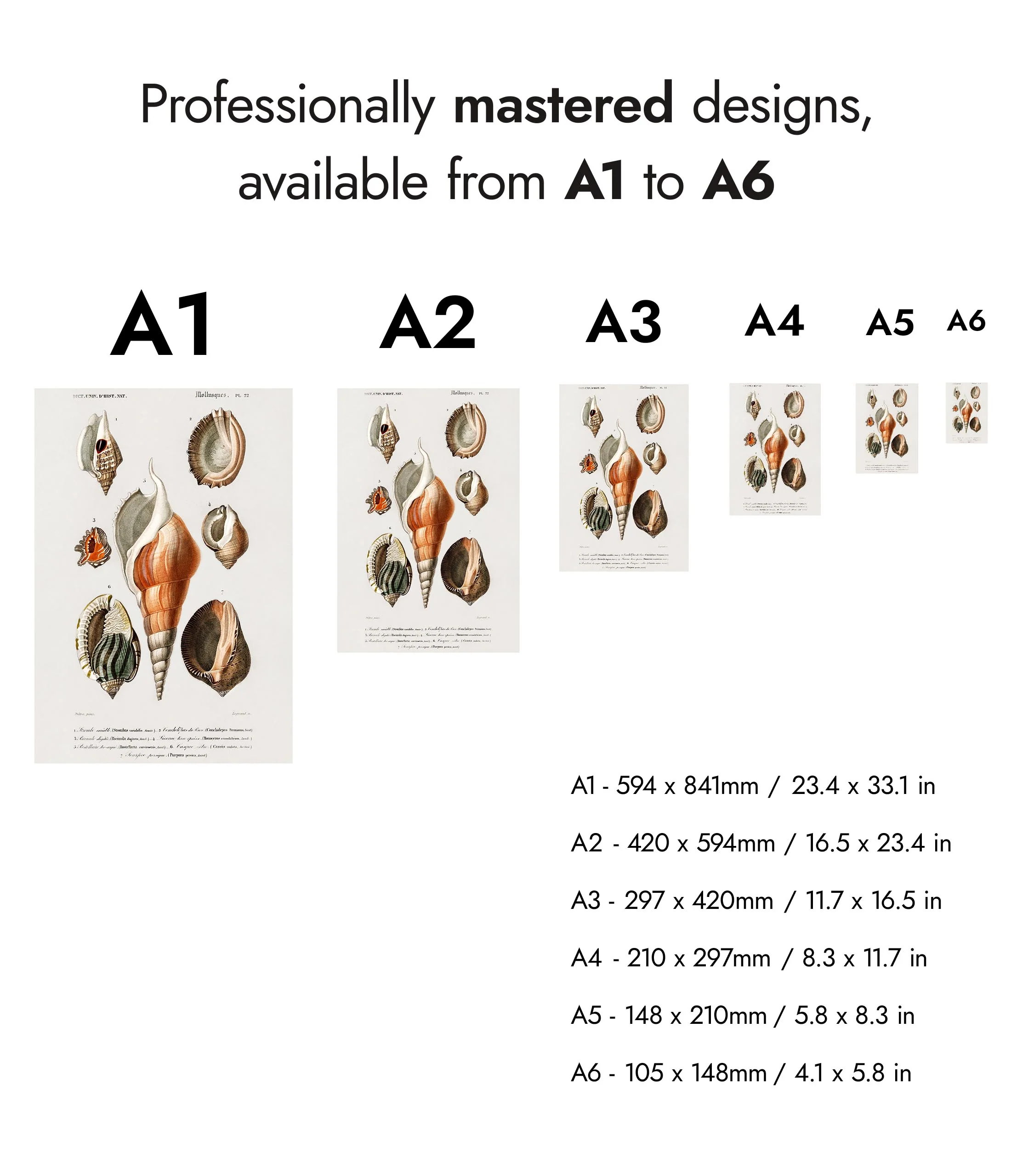 Mollusks III - Image 8