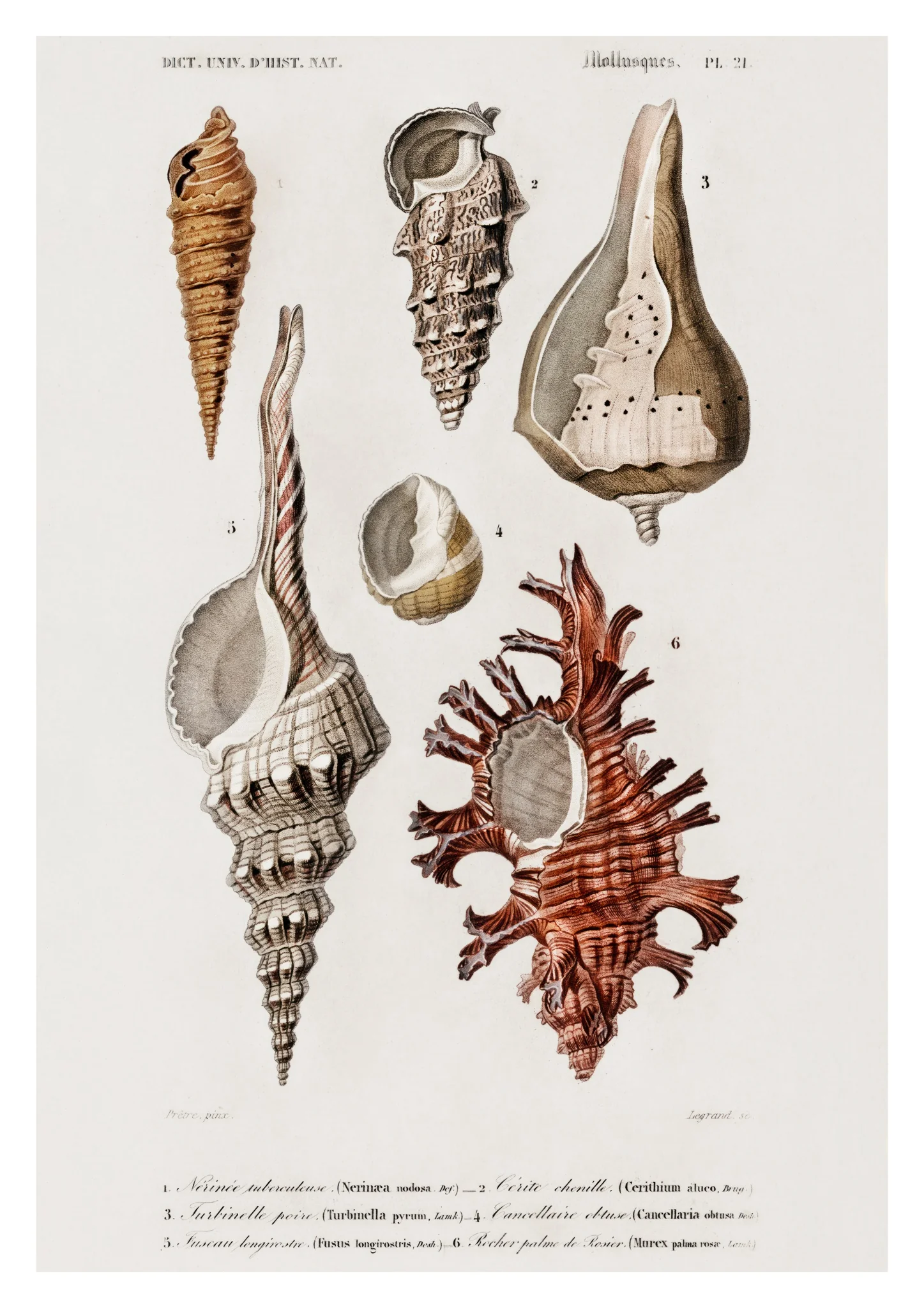 Mollusks IV