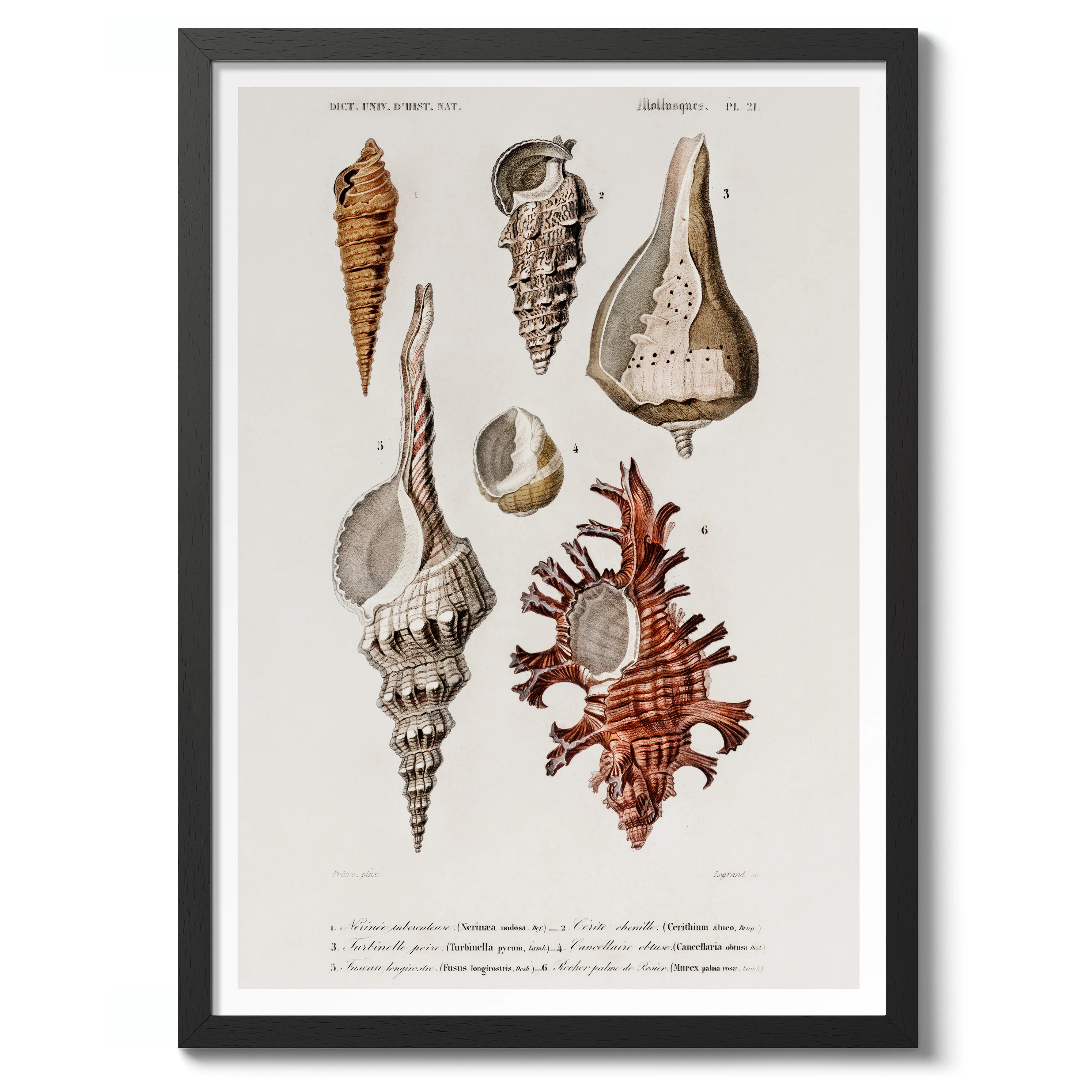 Mollusks IV - Image 2