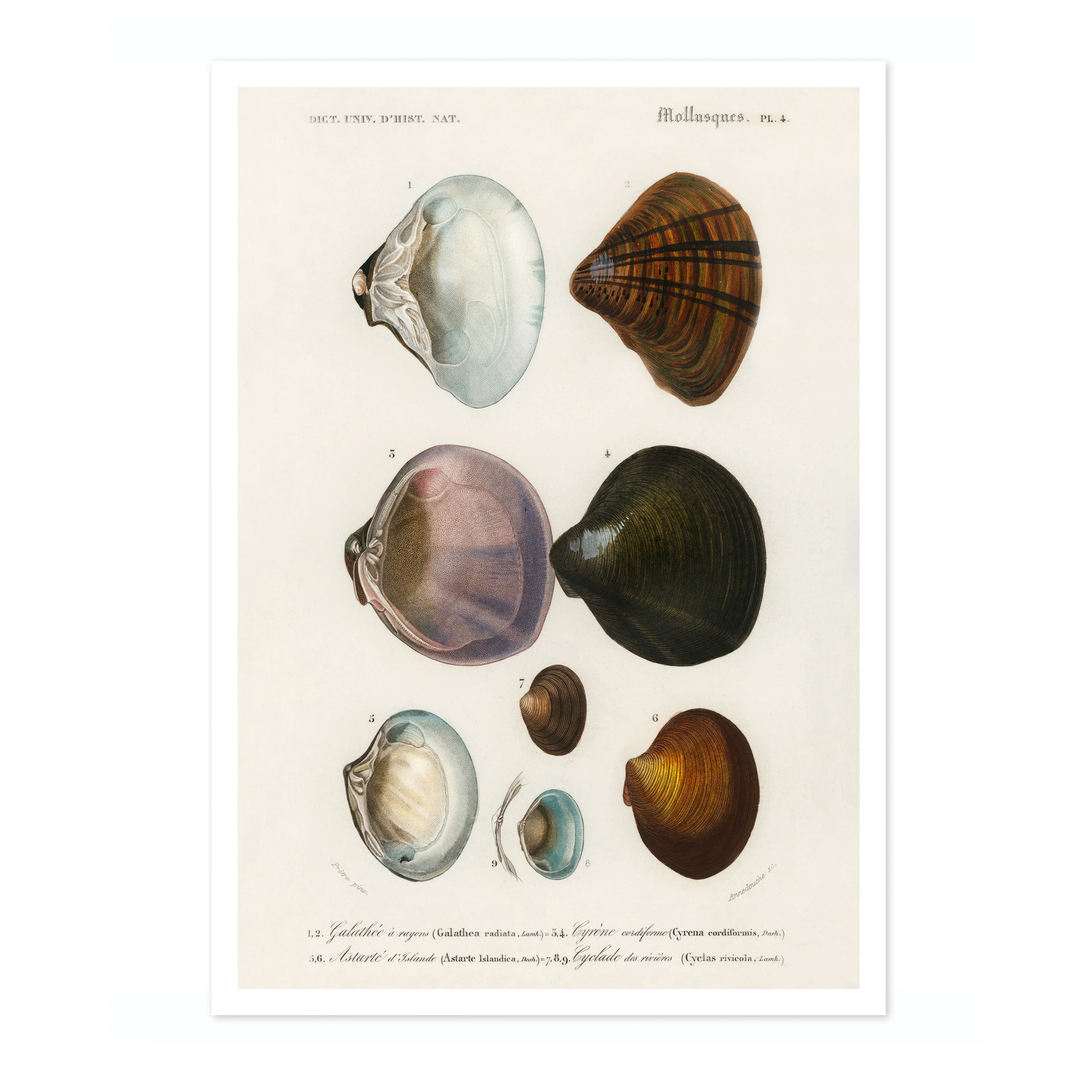 Mollusks V - Image 4