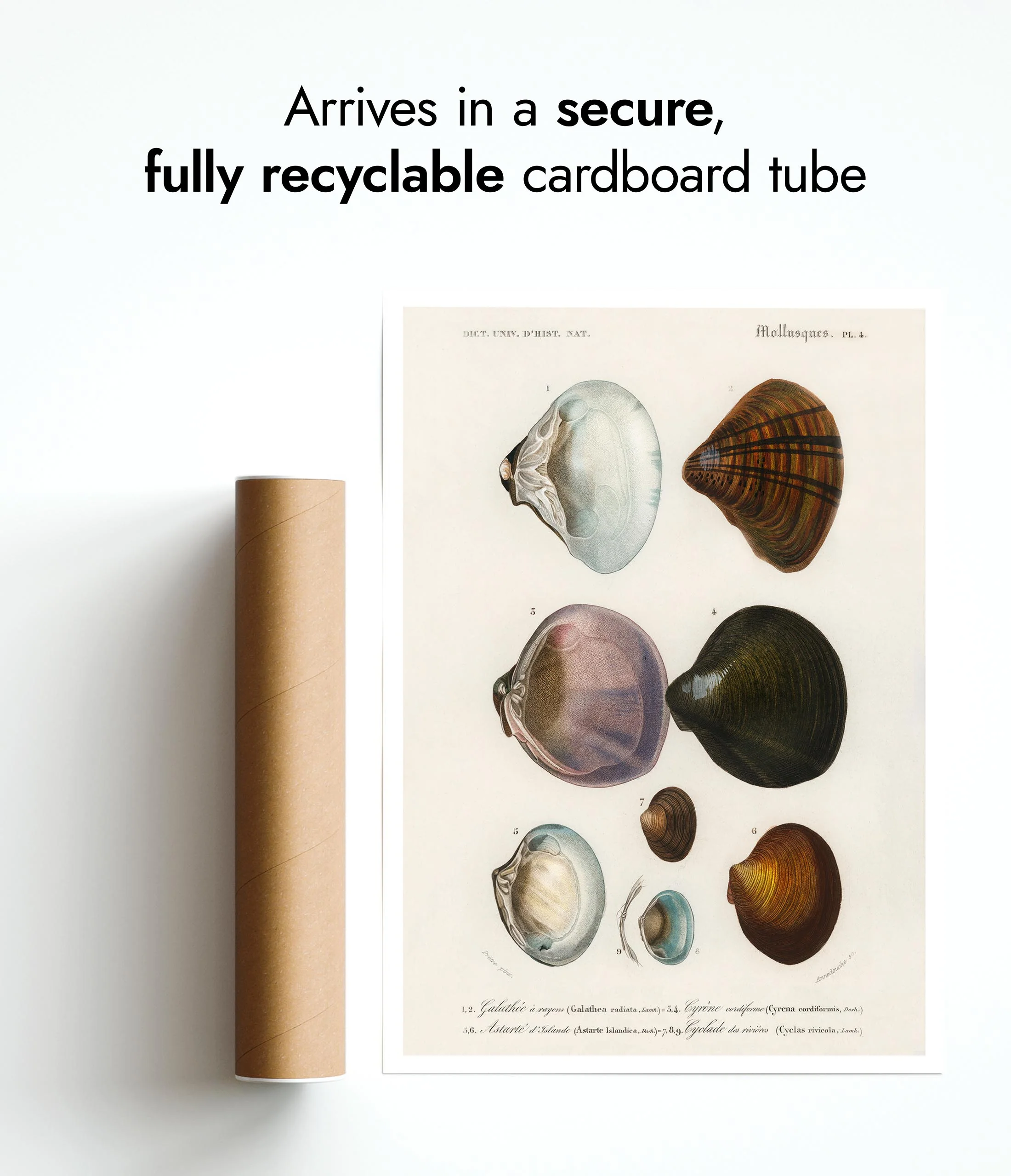 Mollusks V - Image 9