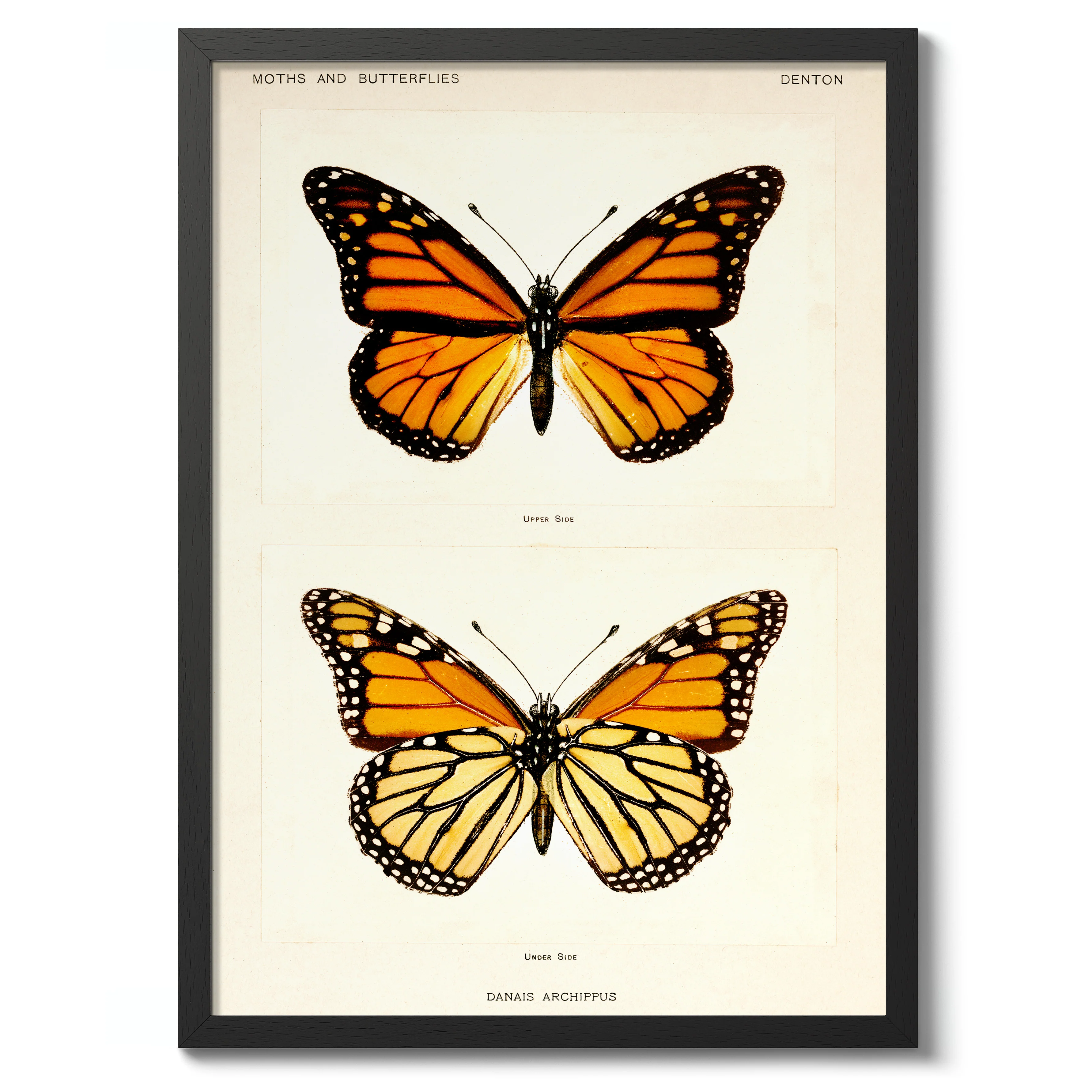 Monarch Butterfly - Image 2