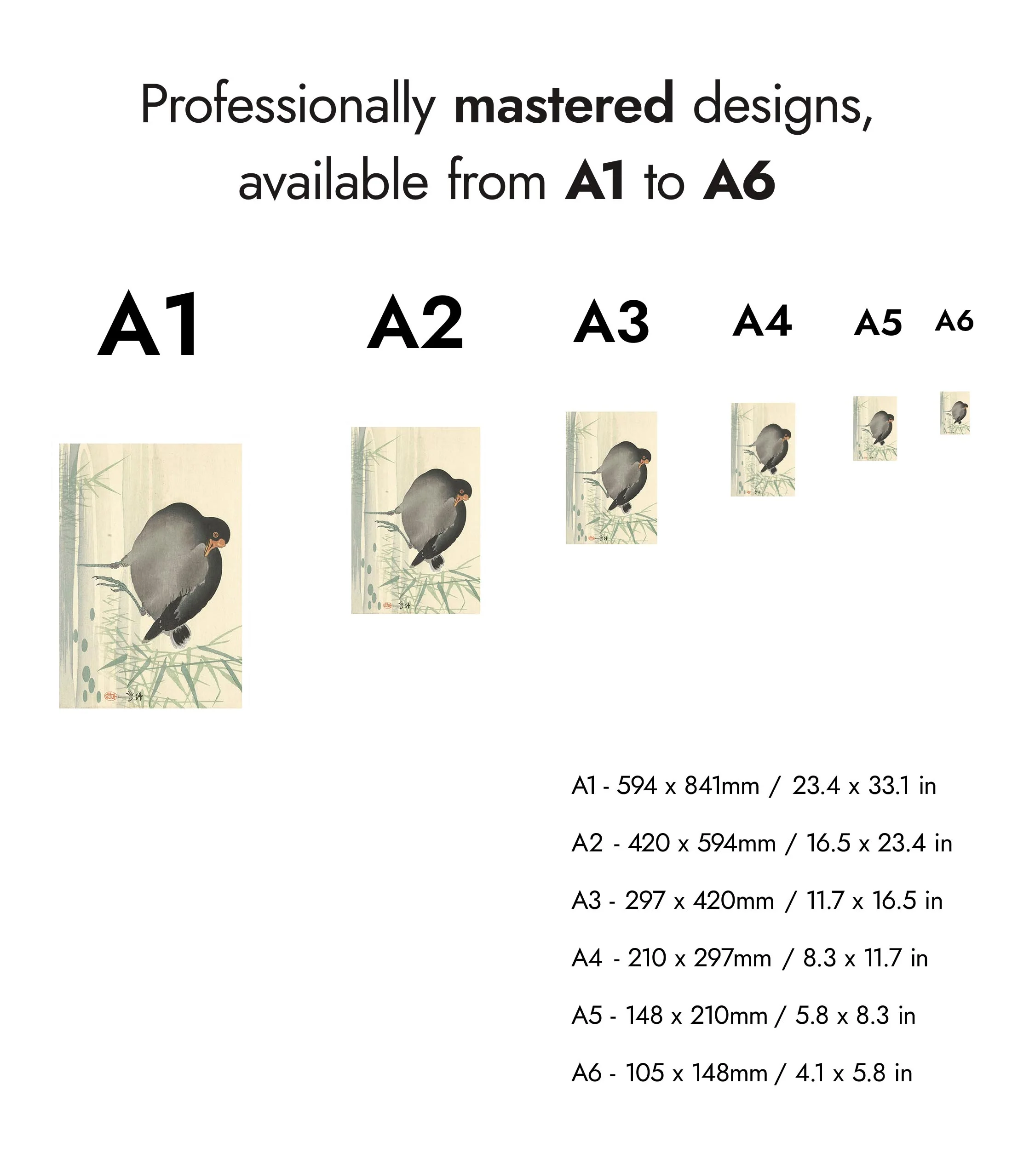 Moorhen - Image 8