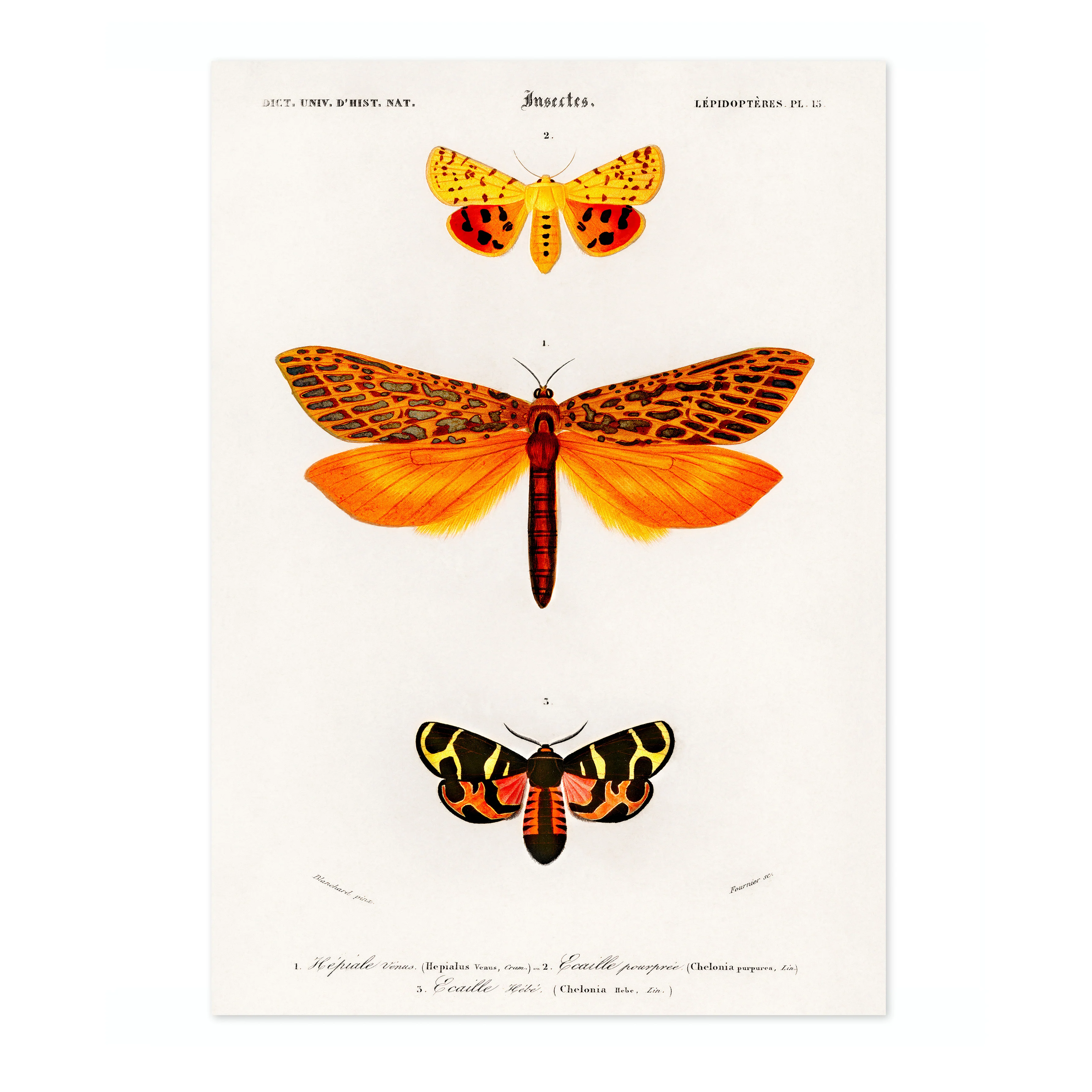 Moths - Image 4