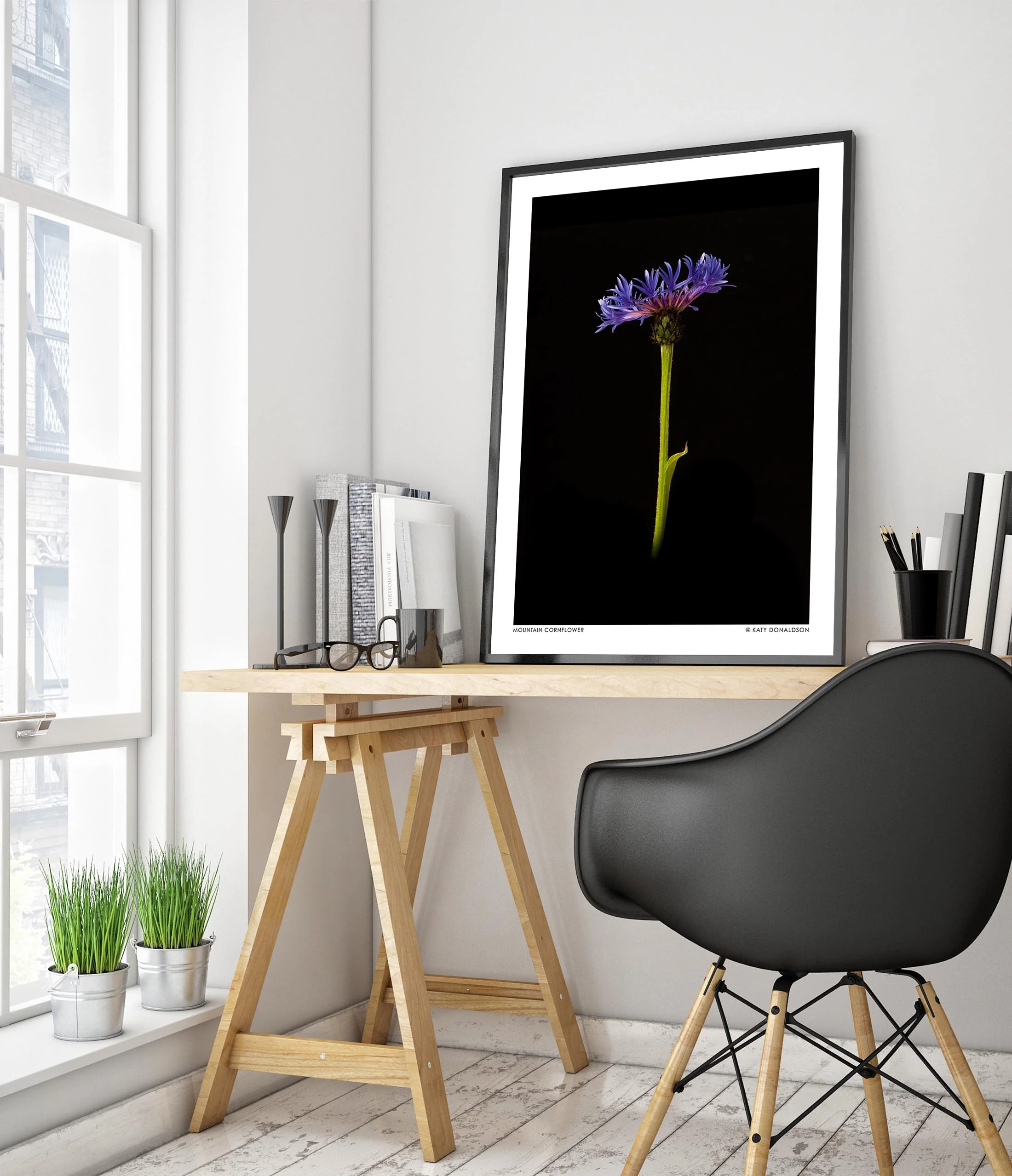 Mountain Cornflower - Image 5