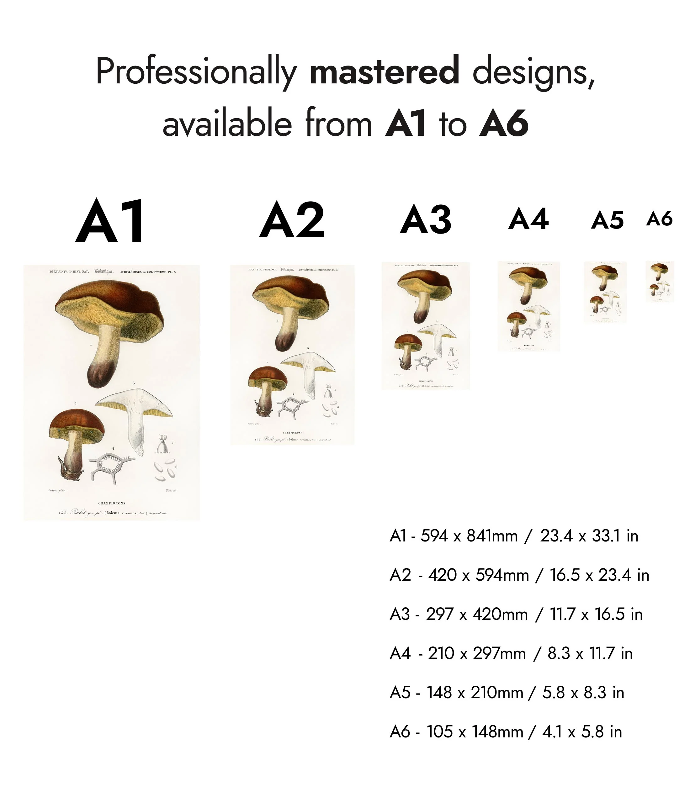 Mushrooms - Image 8