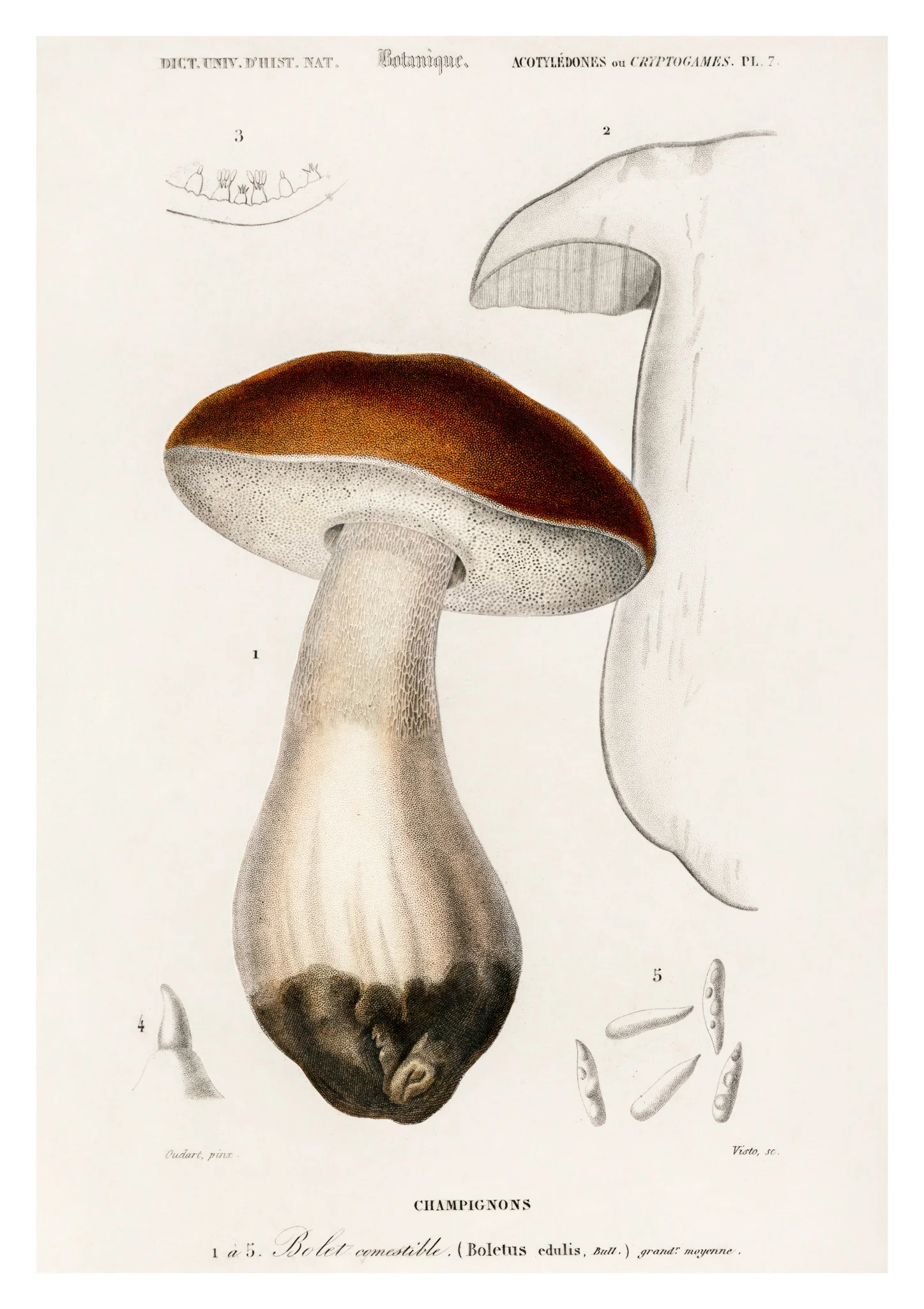 Mushrooms II