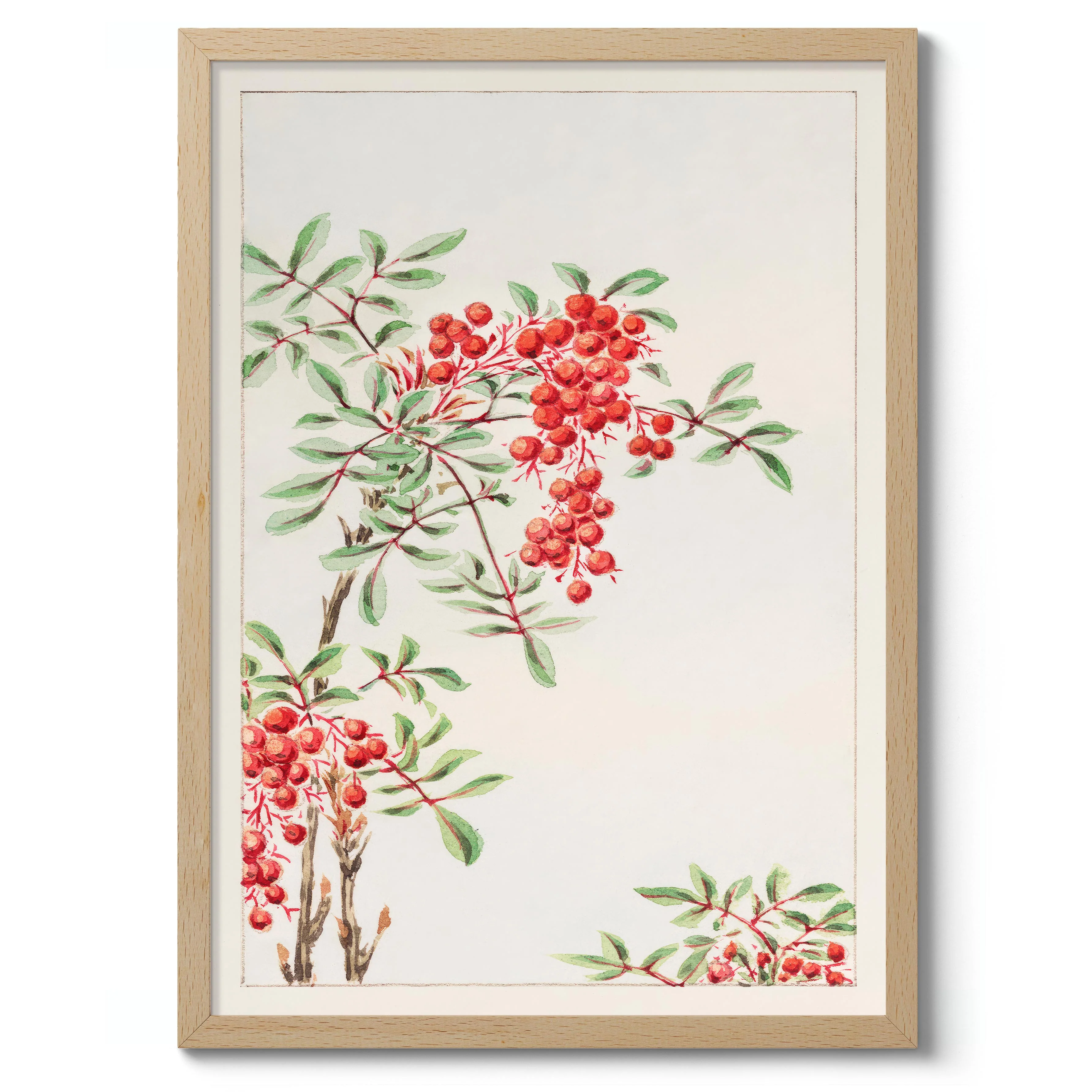 Nandina Bush with Berries - Image 3