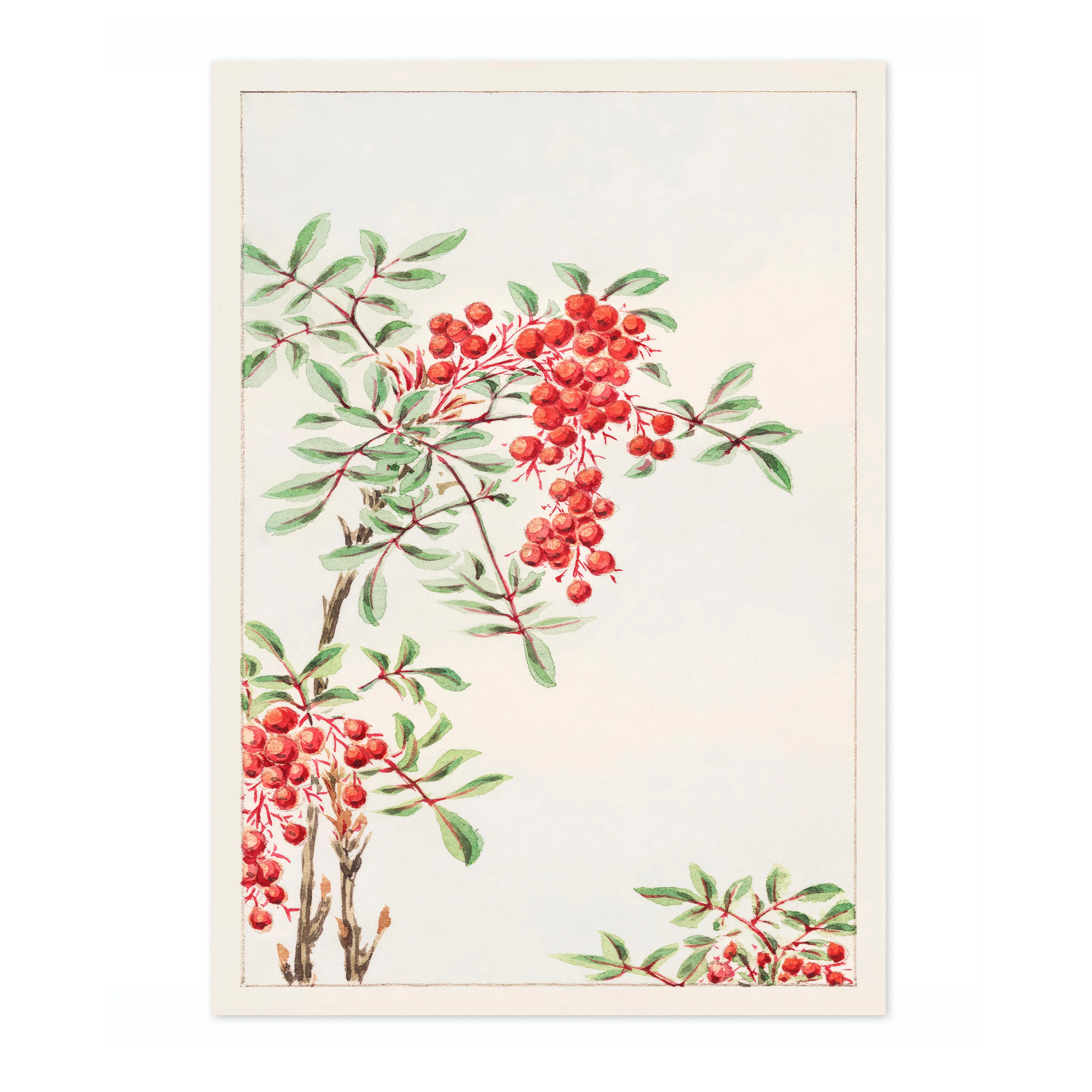 Nandina Bush with Berries - Image 4