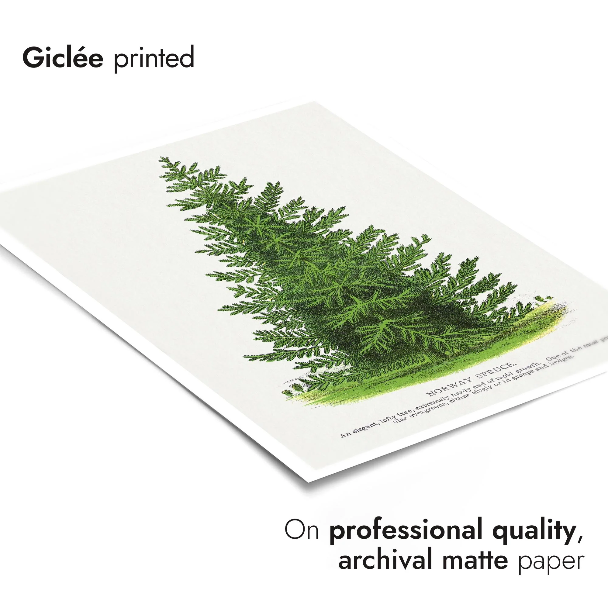Norway Spruce - Image 6