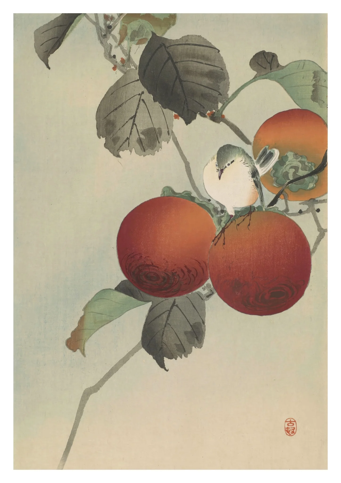 Nuthatcher atop Persimmons