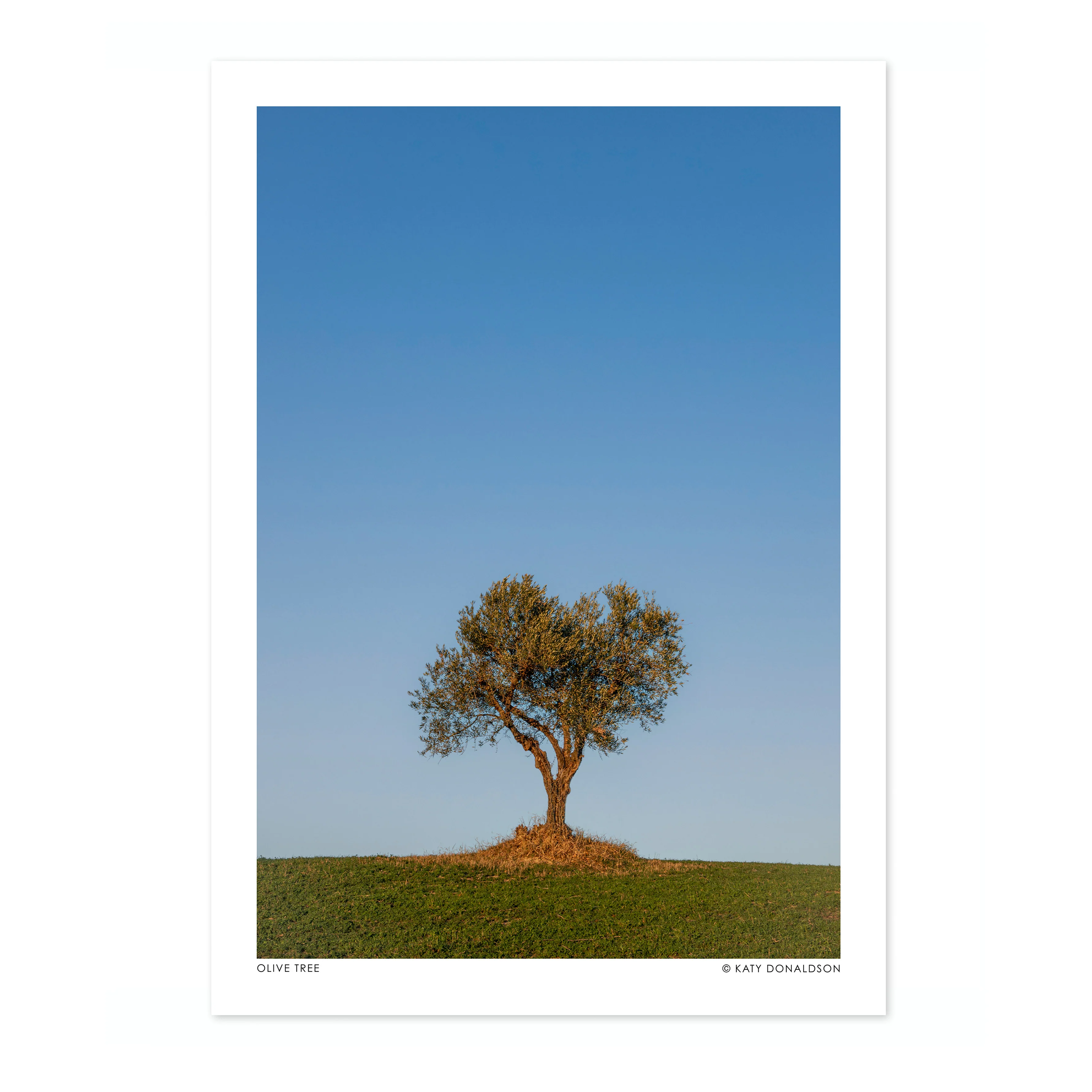 Olive Tree - Image 4
