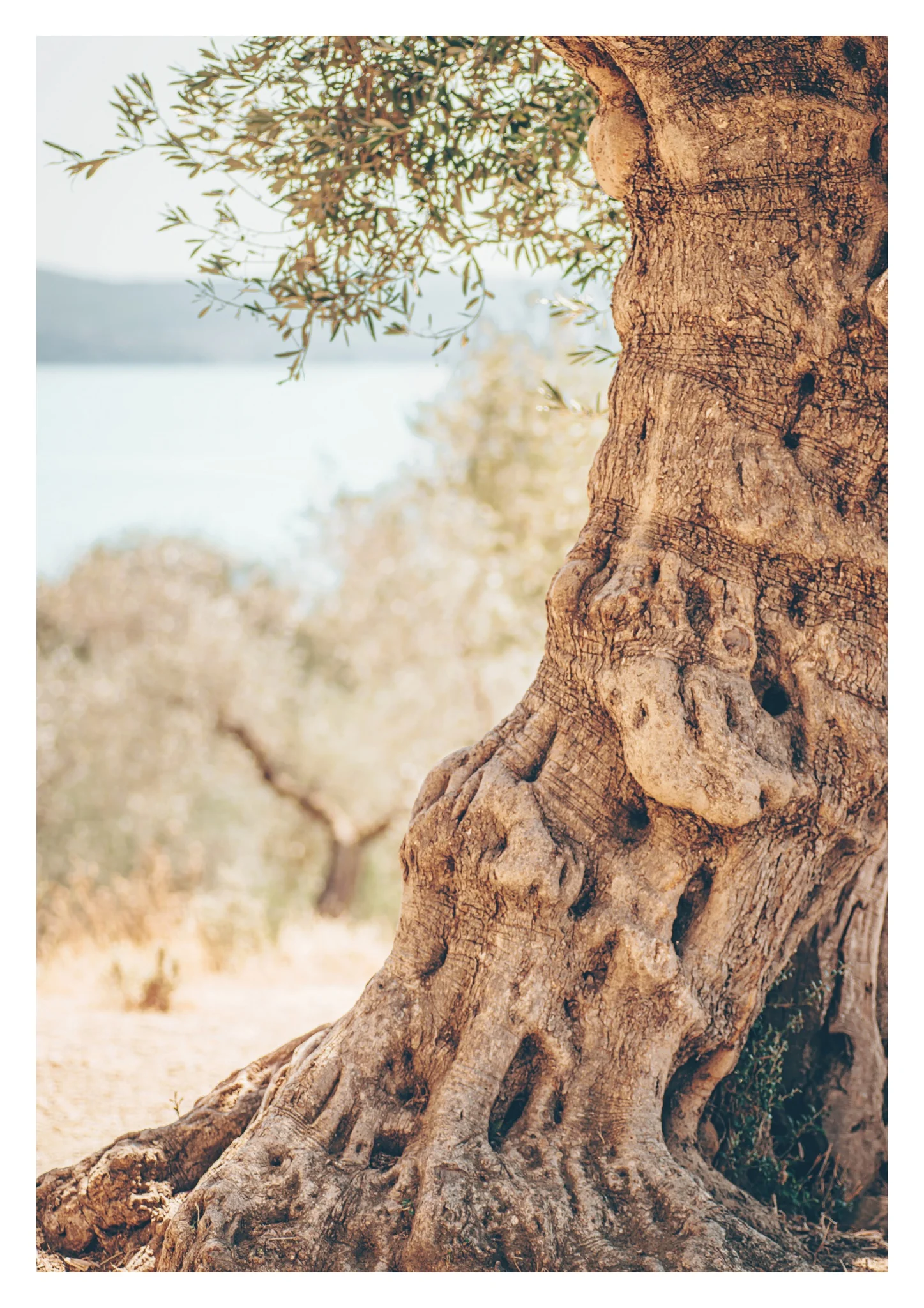 Olive Tree