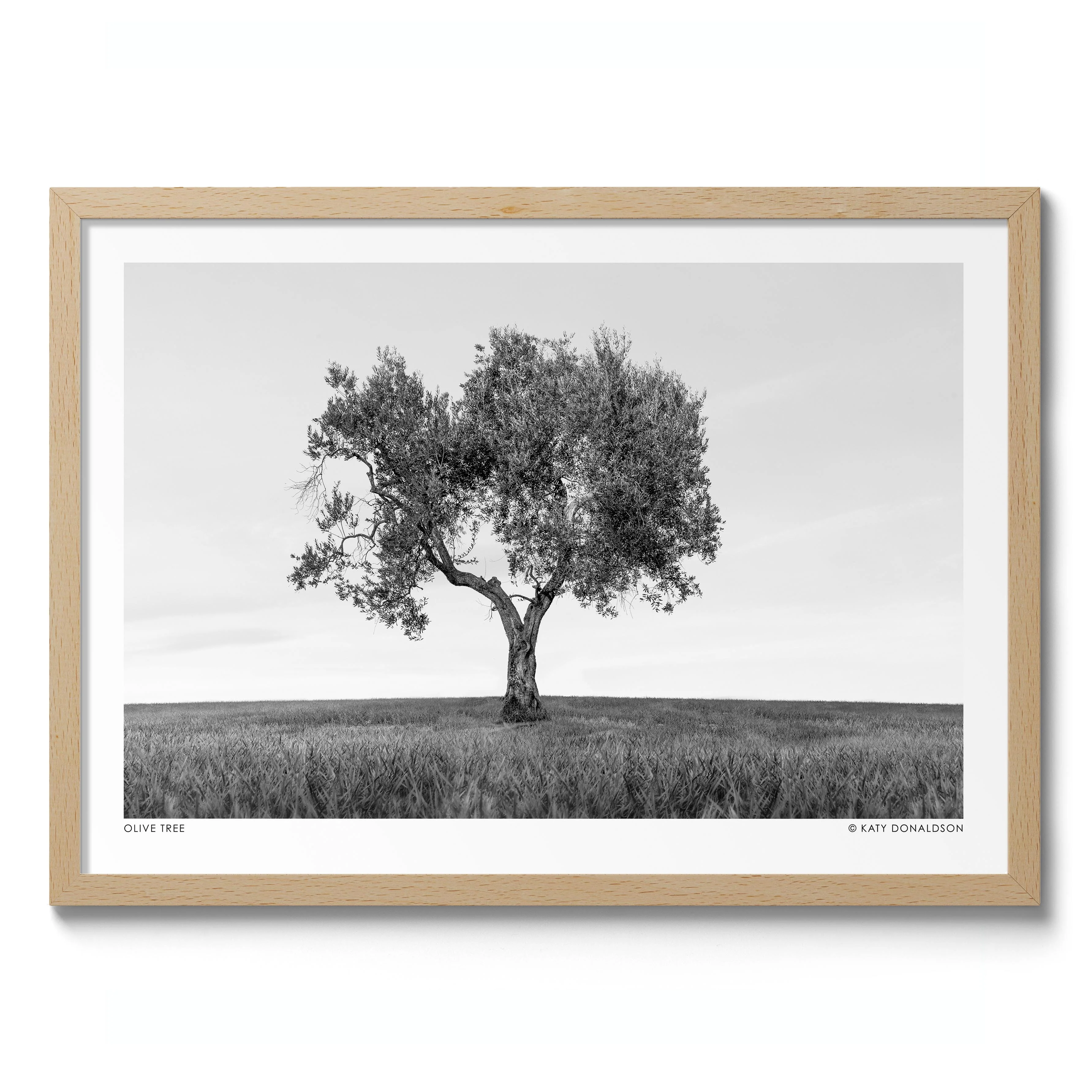 Olive Tree - Image 3
