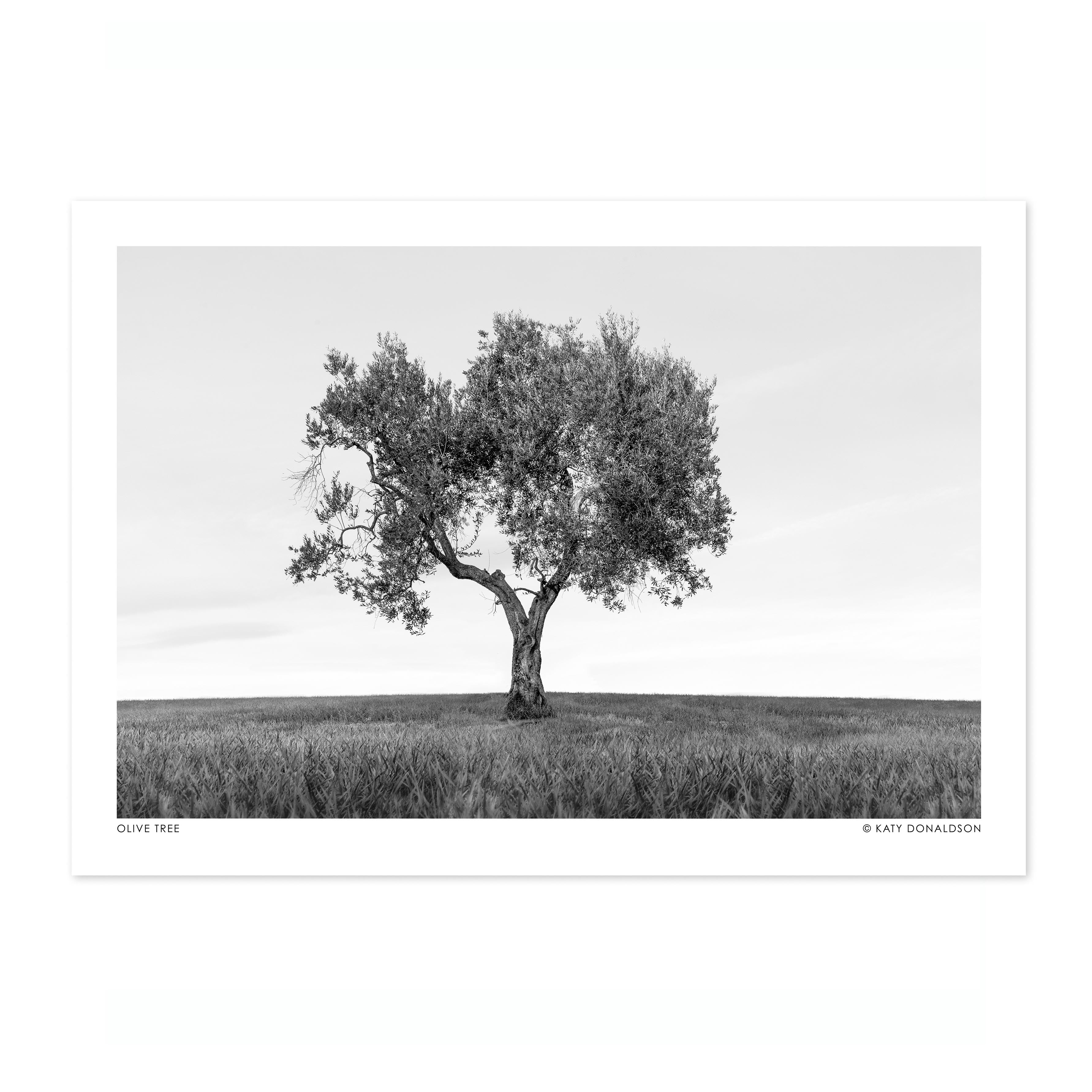 Olive Tree - Image 4