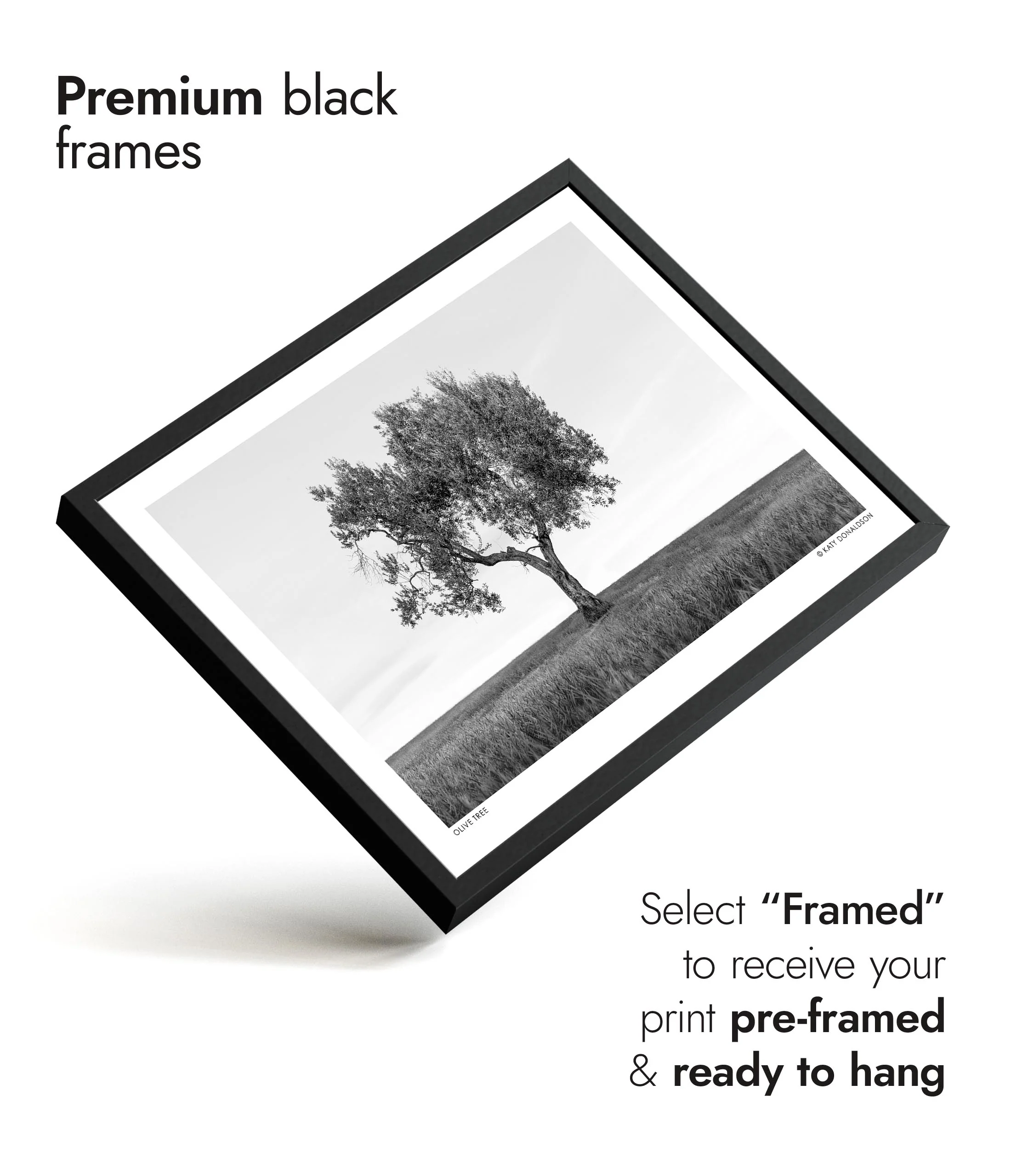 Olive Tree - Image 7