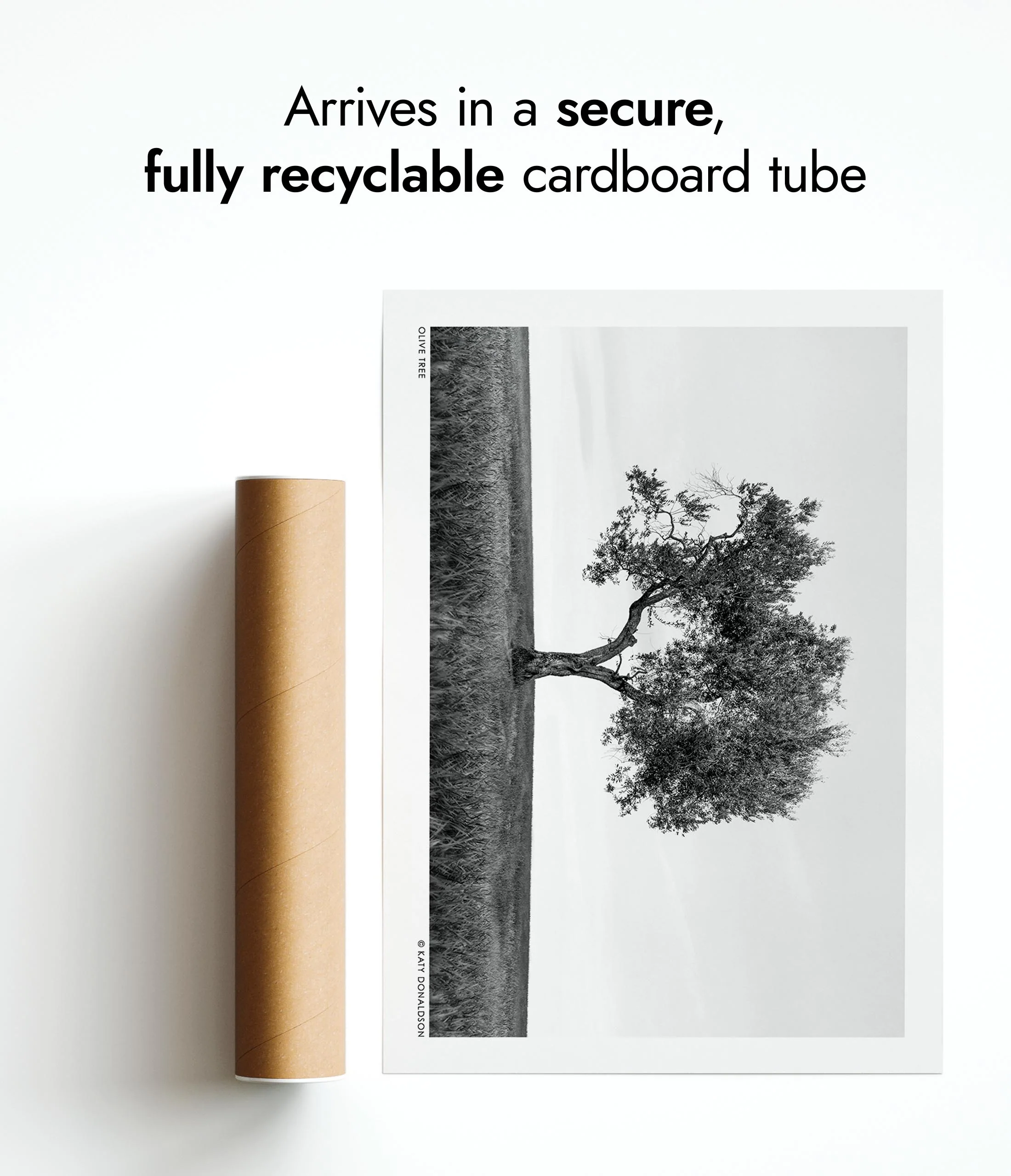 Olive Tree - Image 9