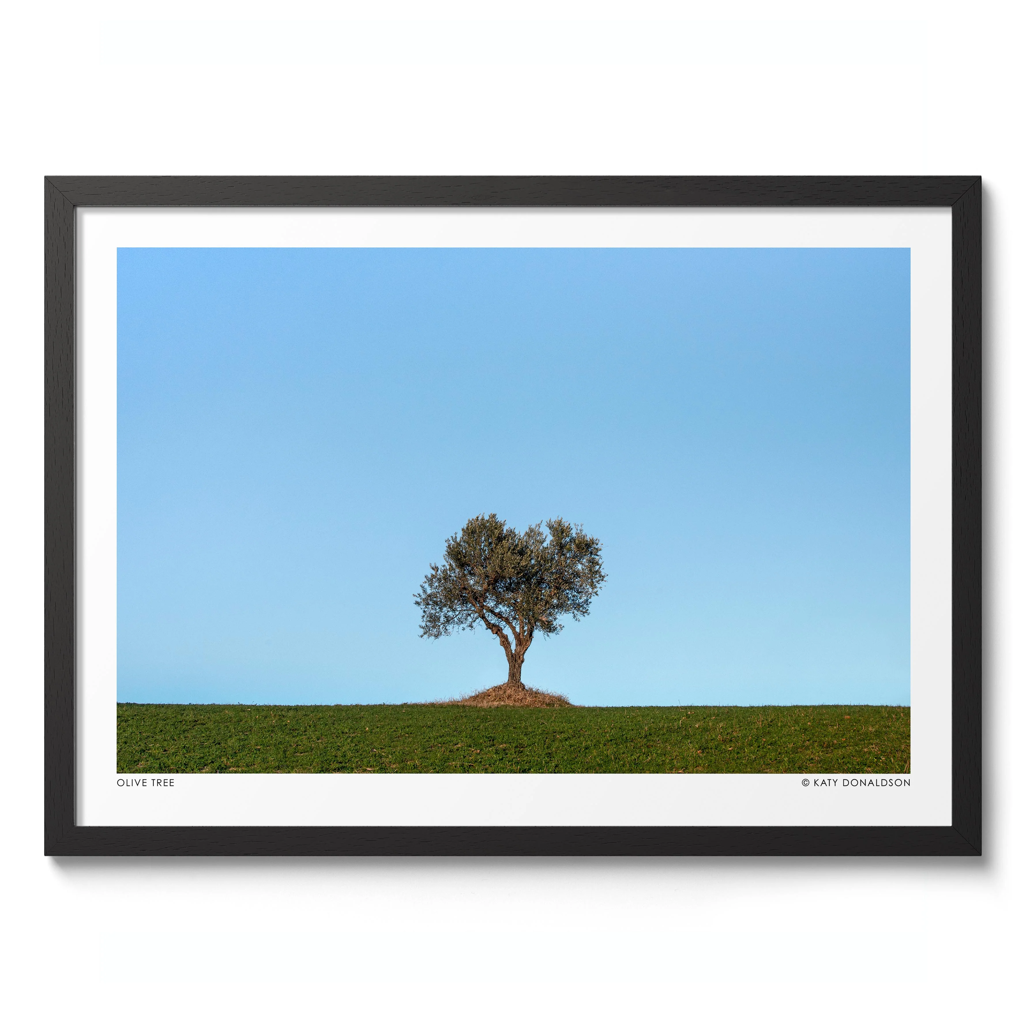 Olive Tree, Evening Sun - Image 2