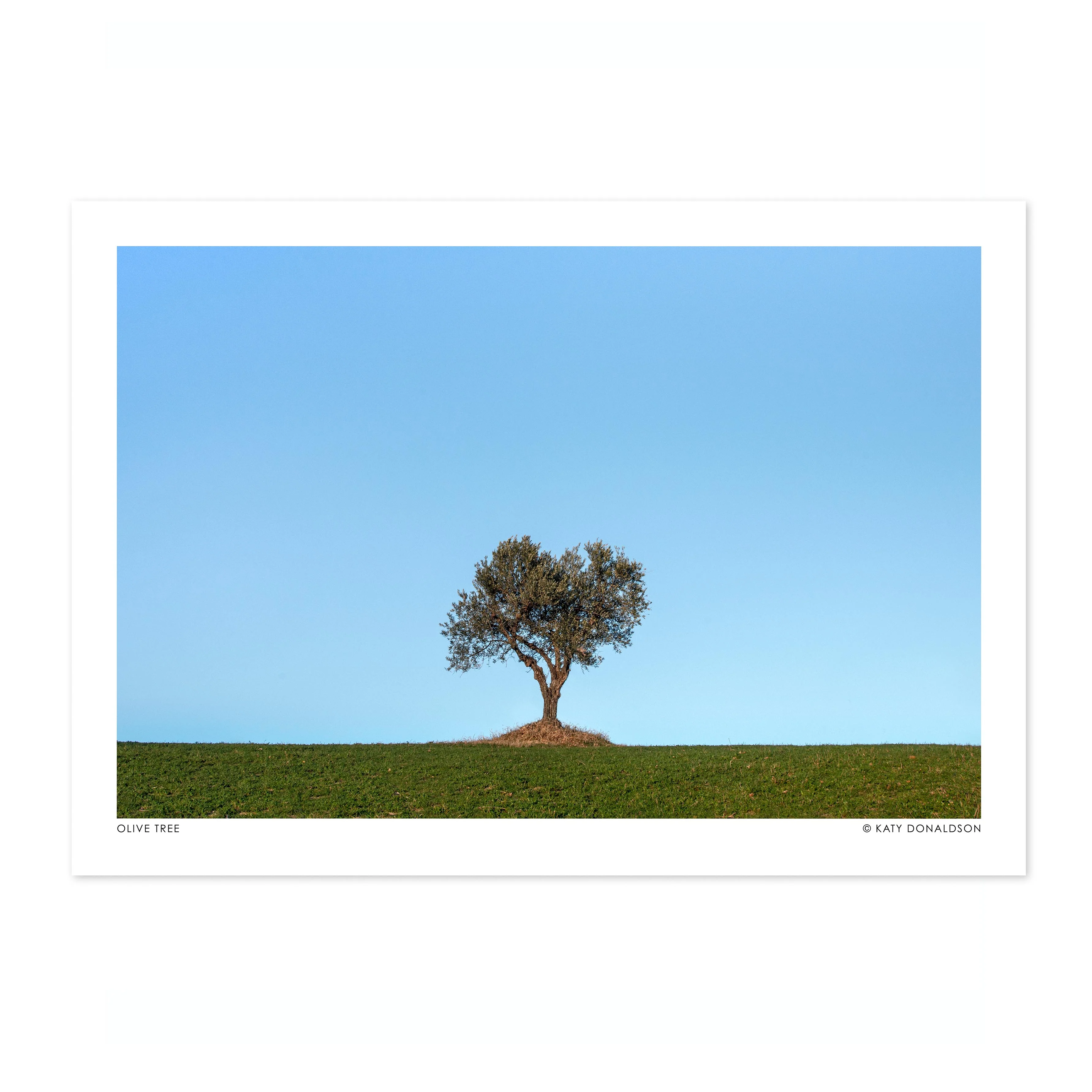 Olive Tree, Evening Sun - Image 4