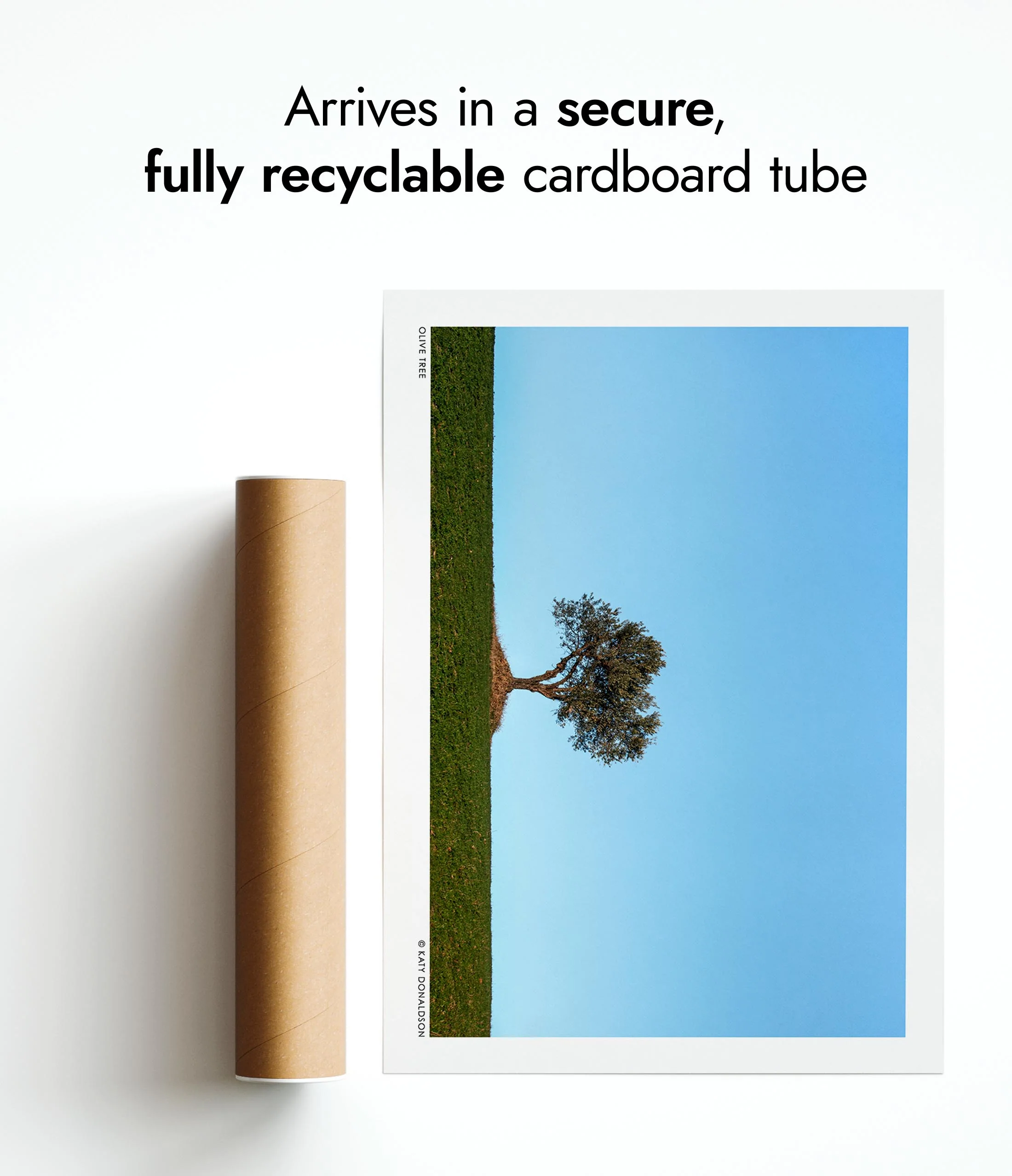 Olive Tree, Evening Sun - Image 9