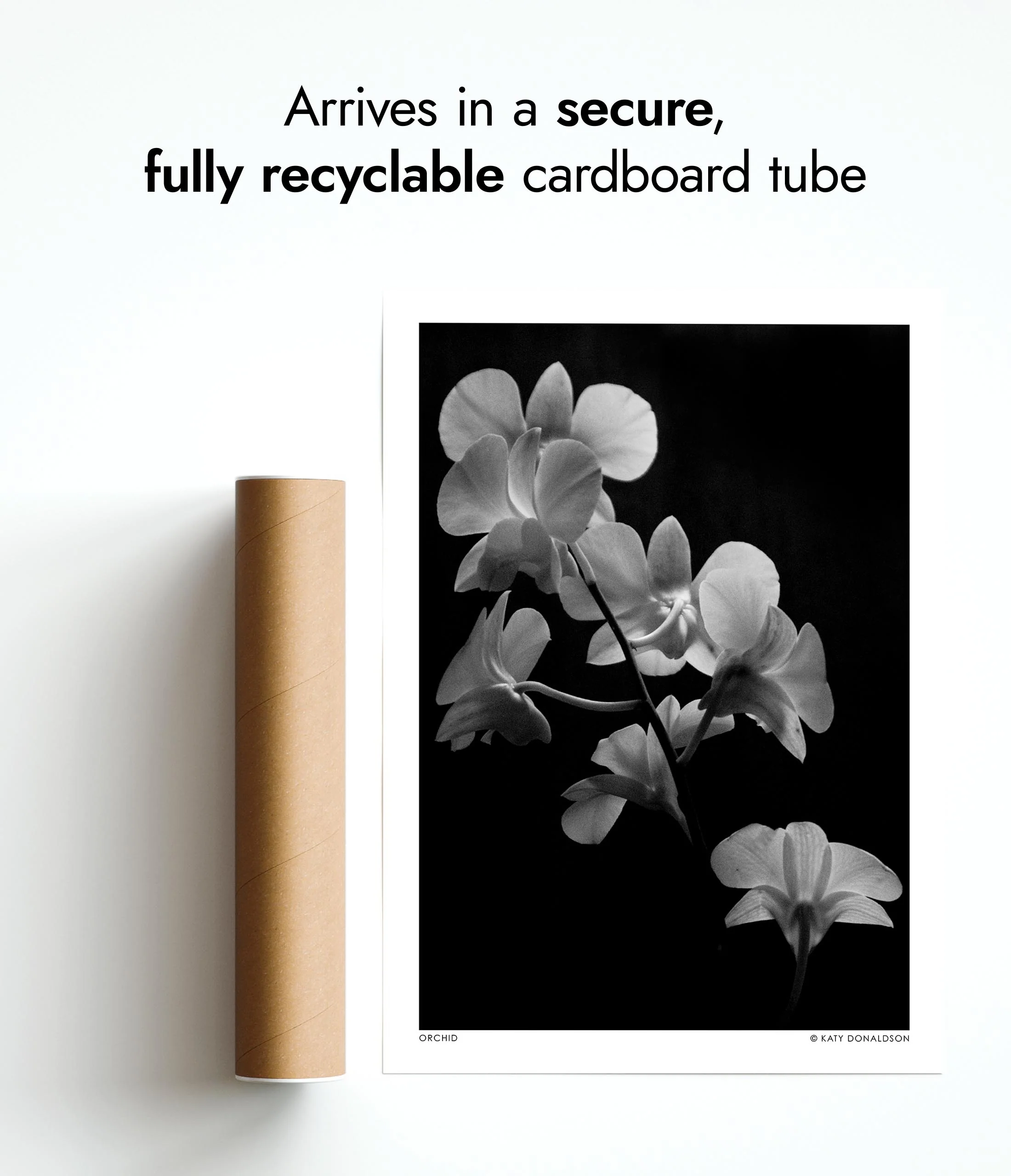 Orchid - Image 9