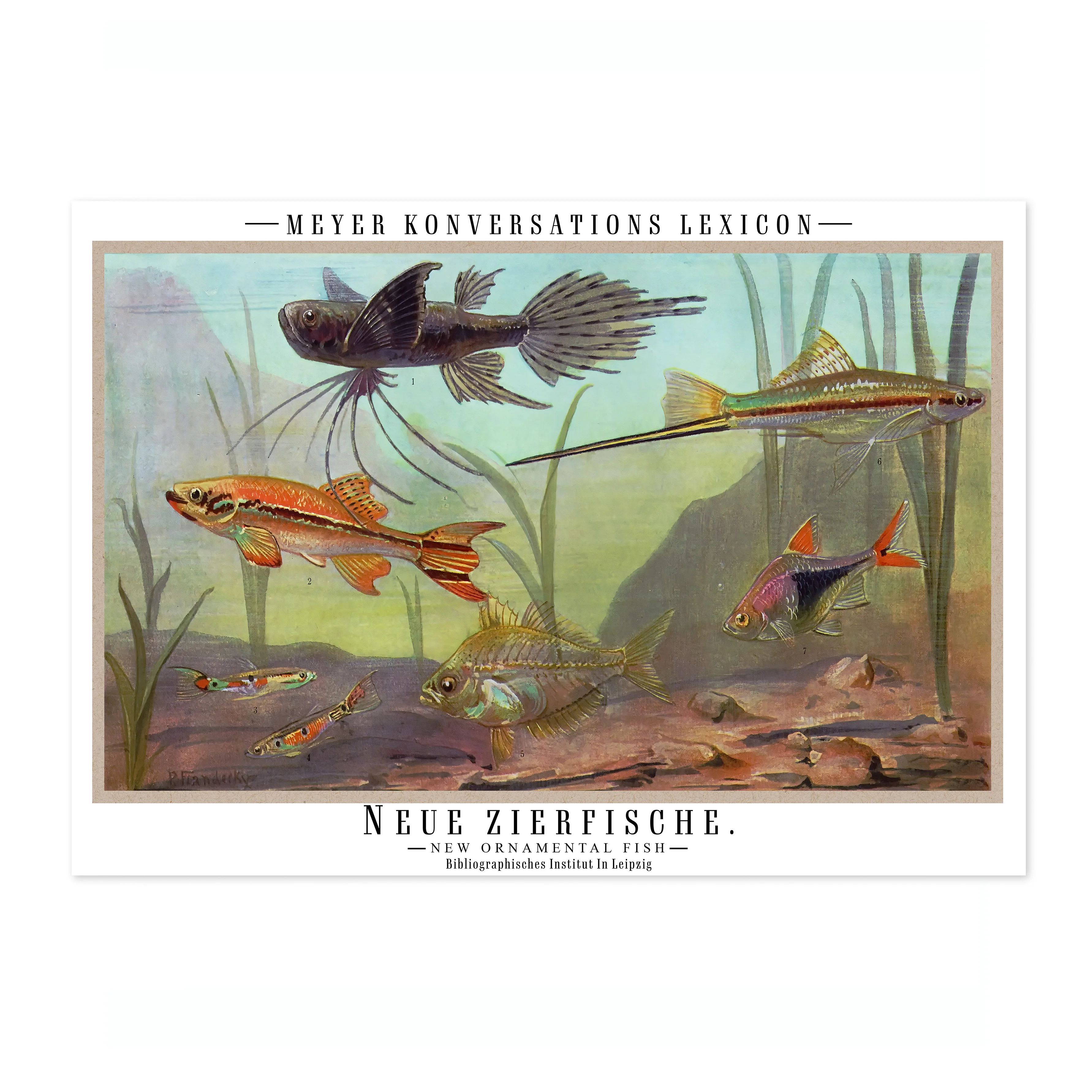 Ornamental Fish - Image 4