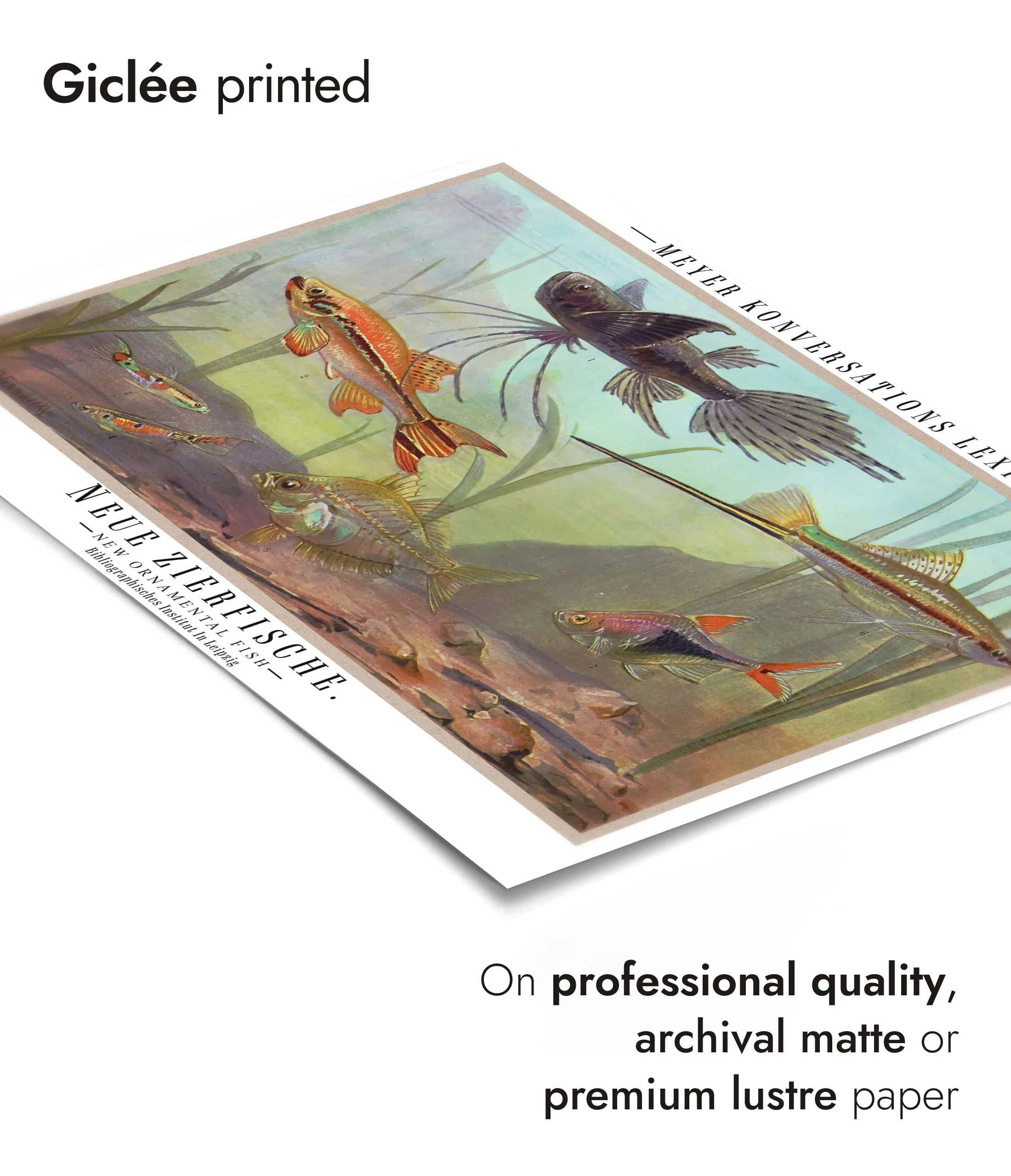 Ornamental Fish - Image 6