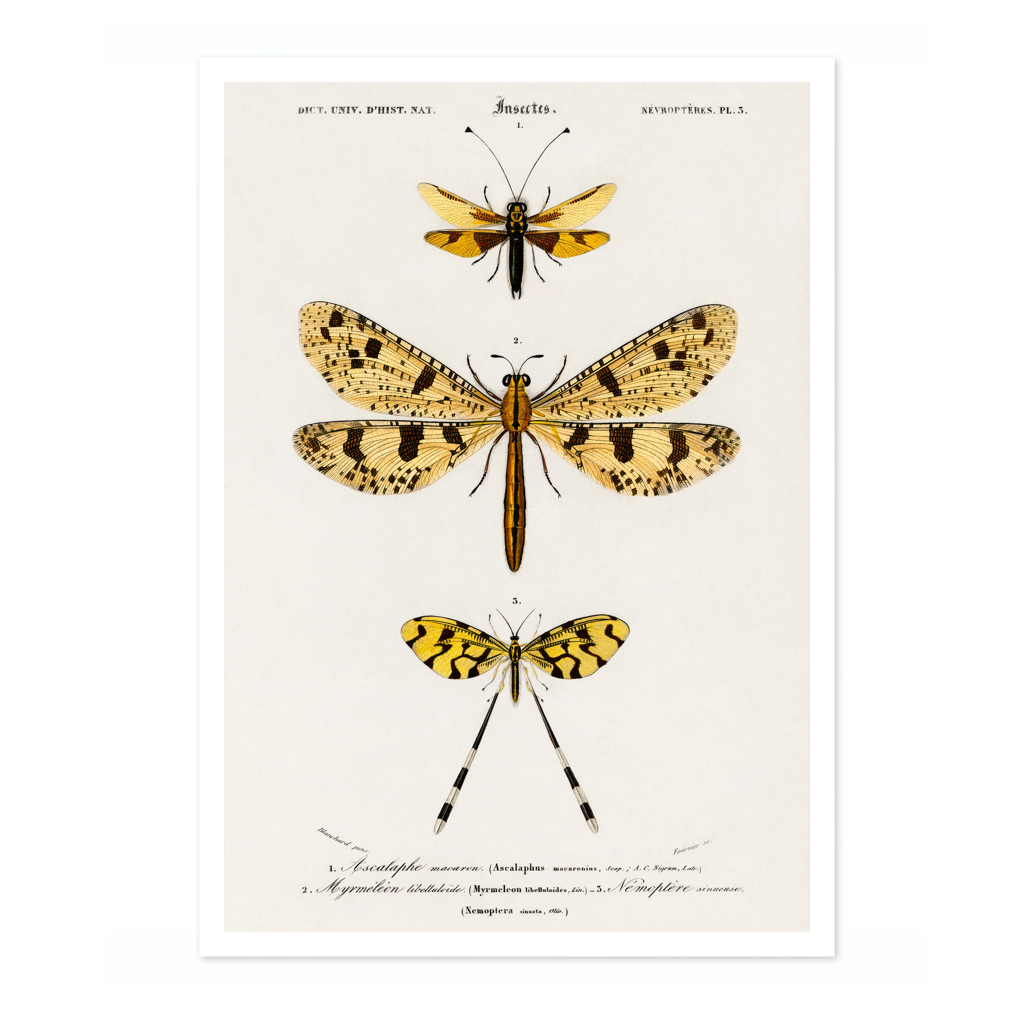 Owlfly, Giant Antlion & Spoonwing - Image 4