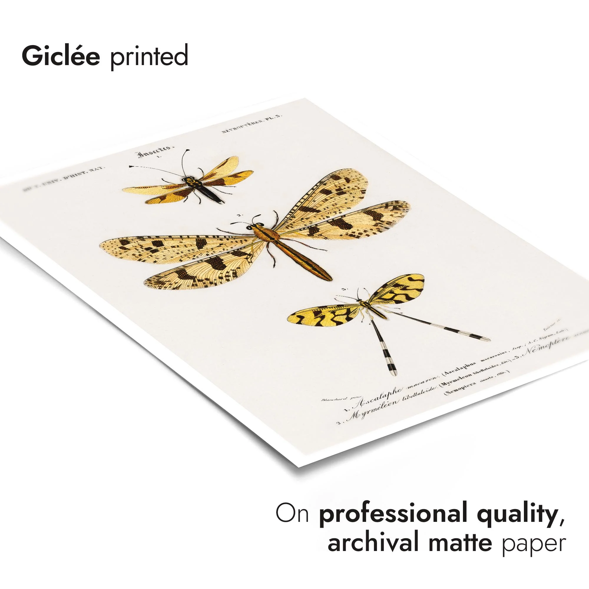 Owlfly, Giant Antlion & Spoonwing - Image 6