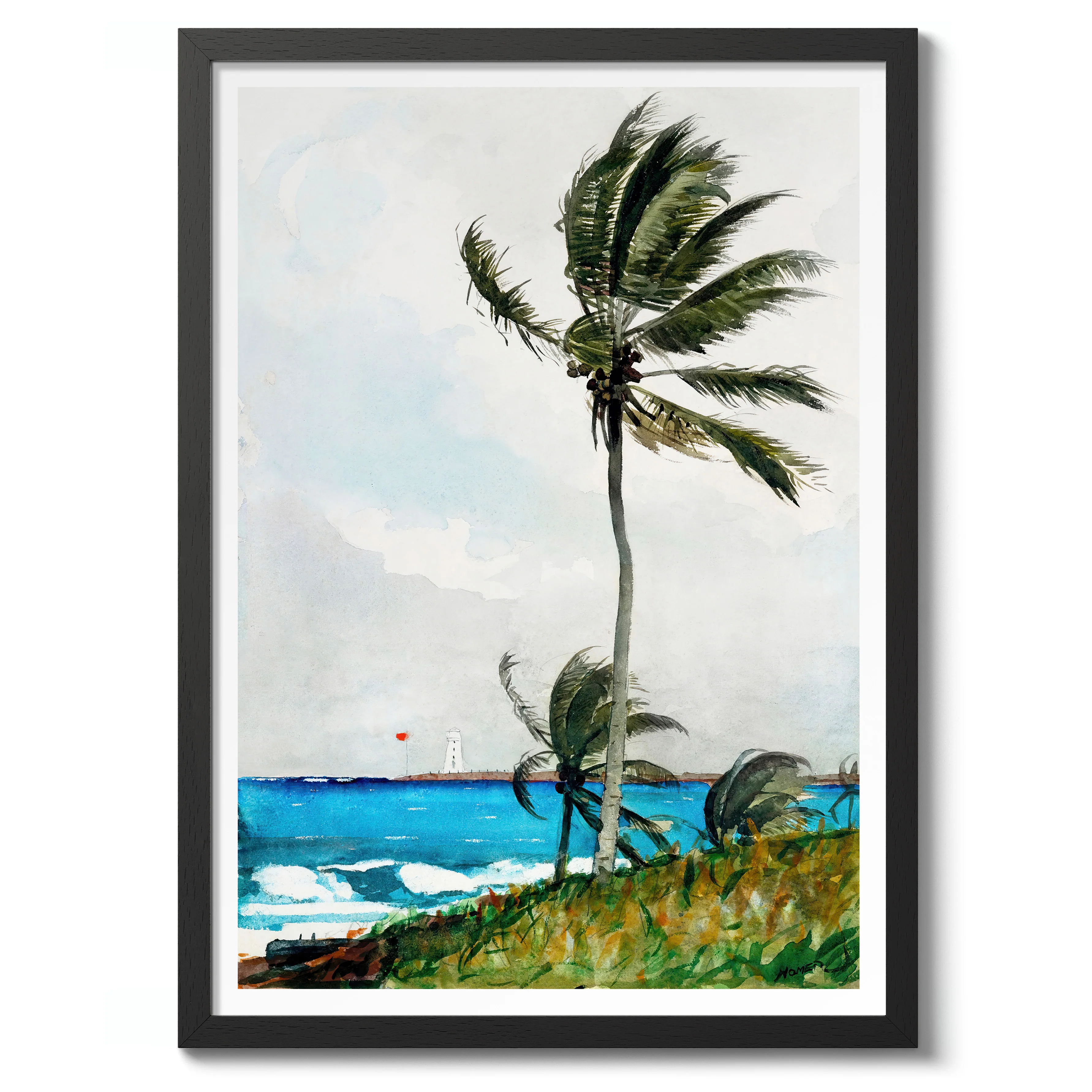 Palm Tree, Nassau - Image 2