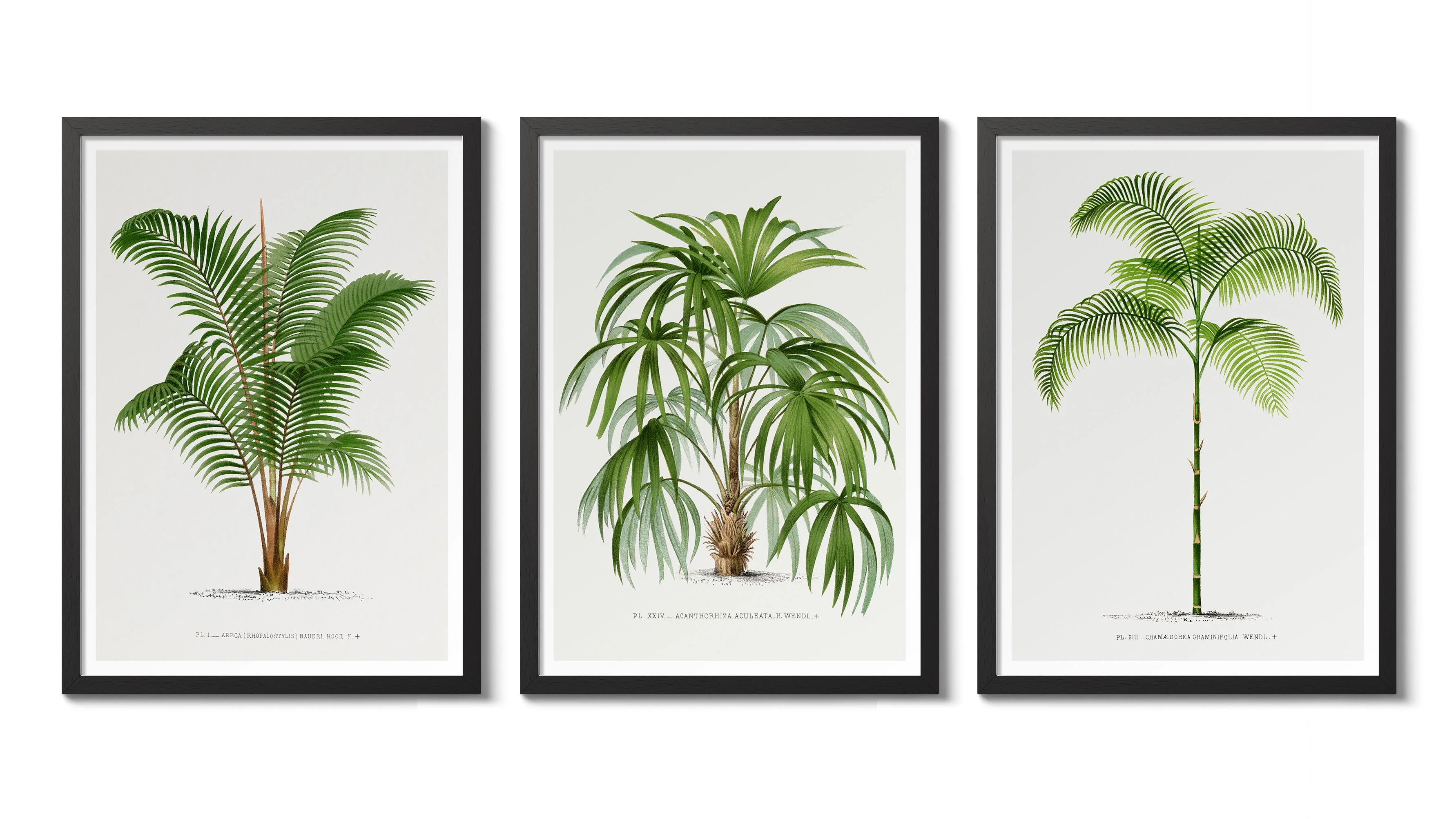 Palm Trees
