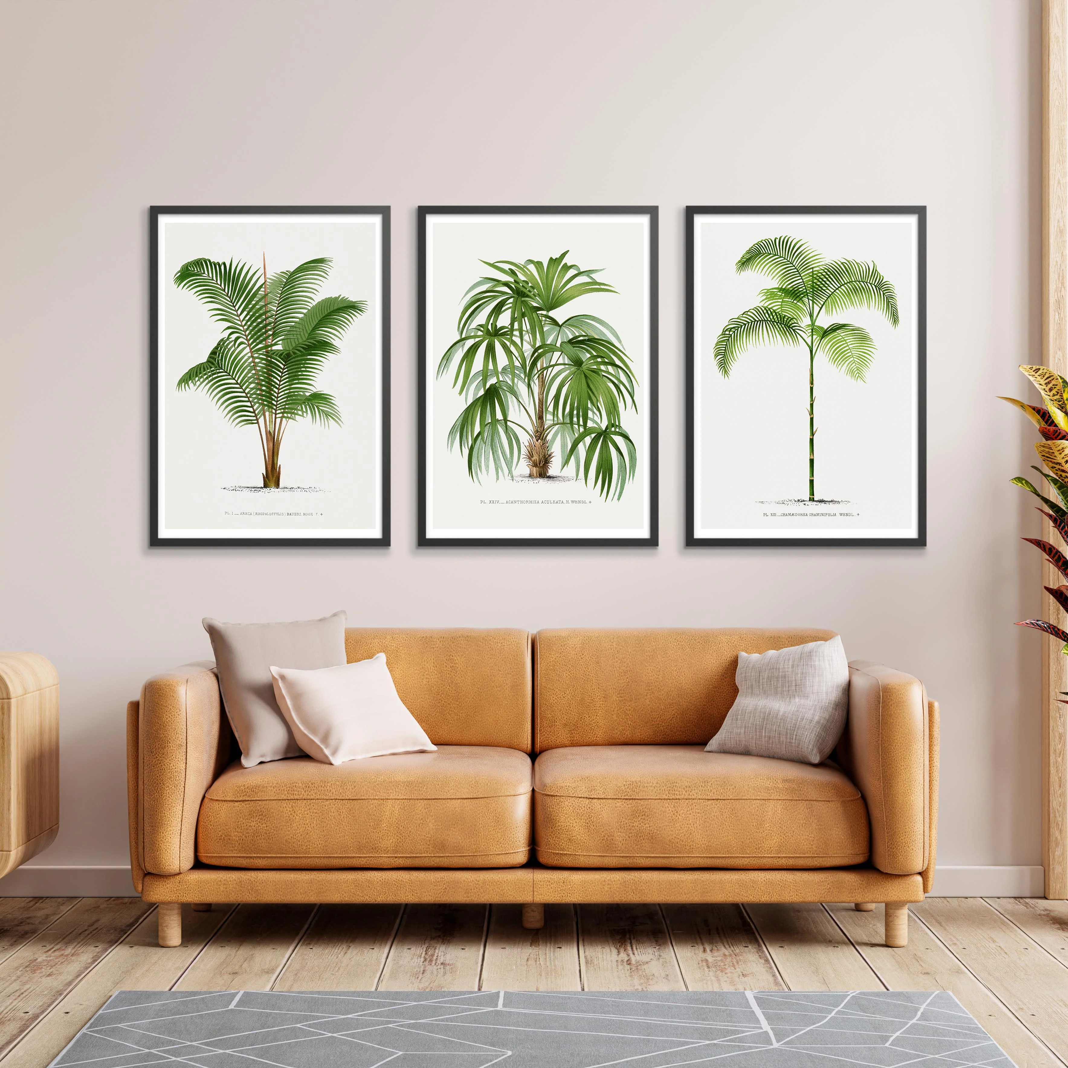 Palm Trees - Image 4