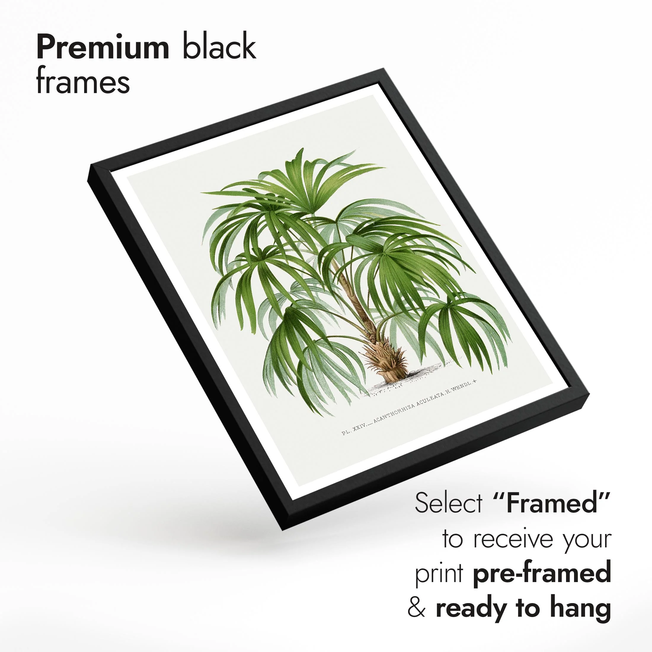 Palm Trees - Image 6