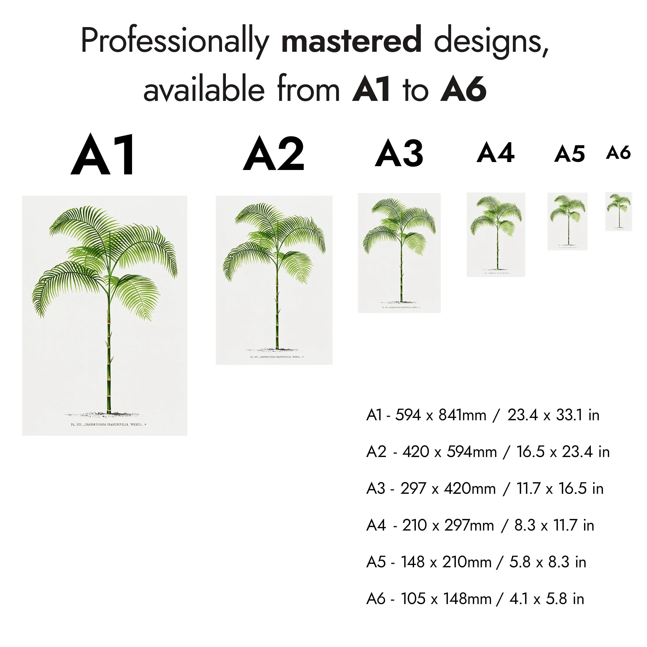 Palm Trees - Image 7