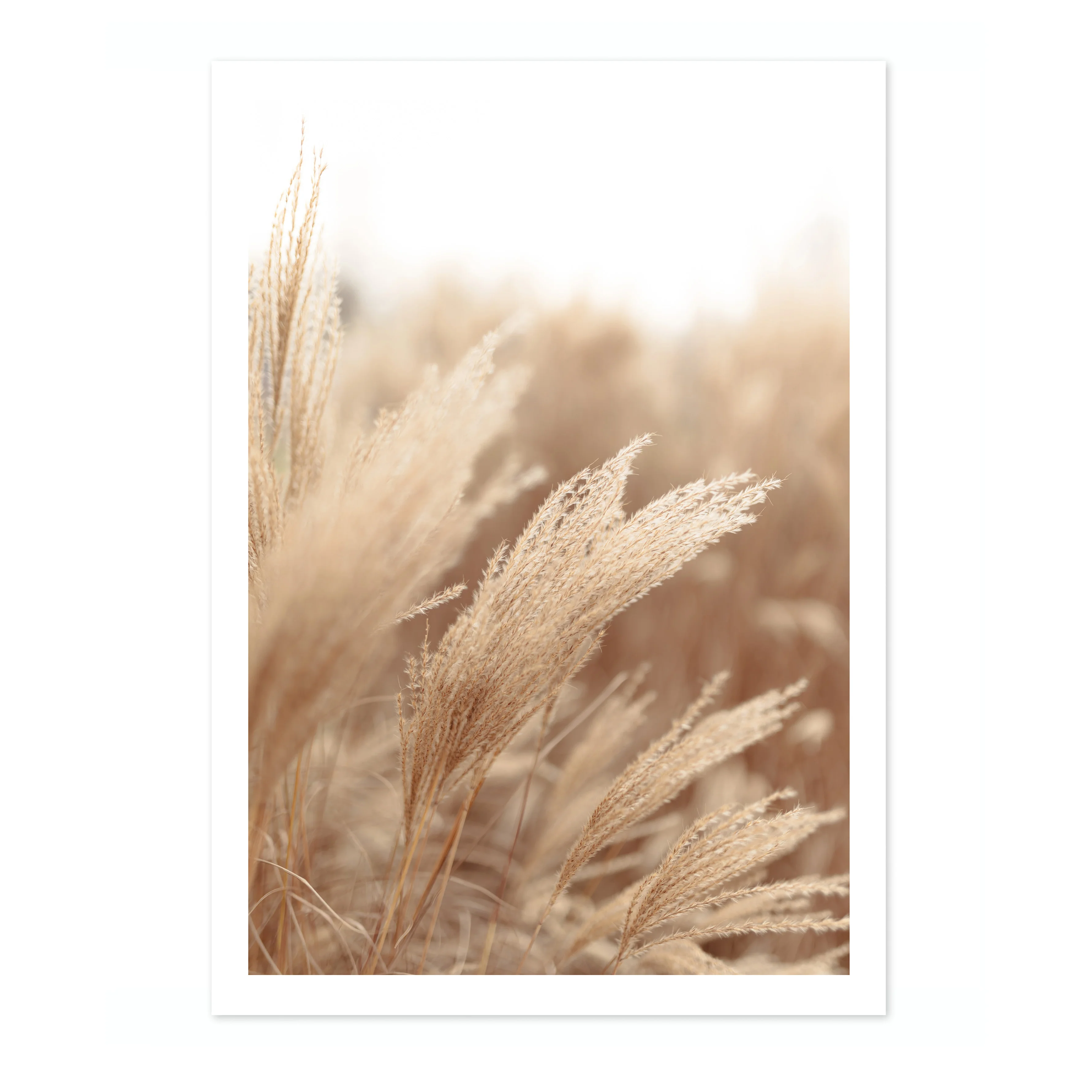 Pampas Grass - Image 4