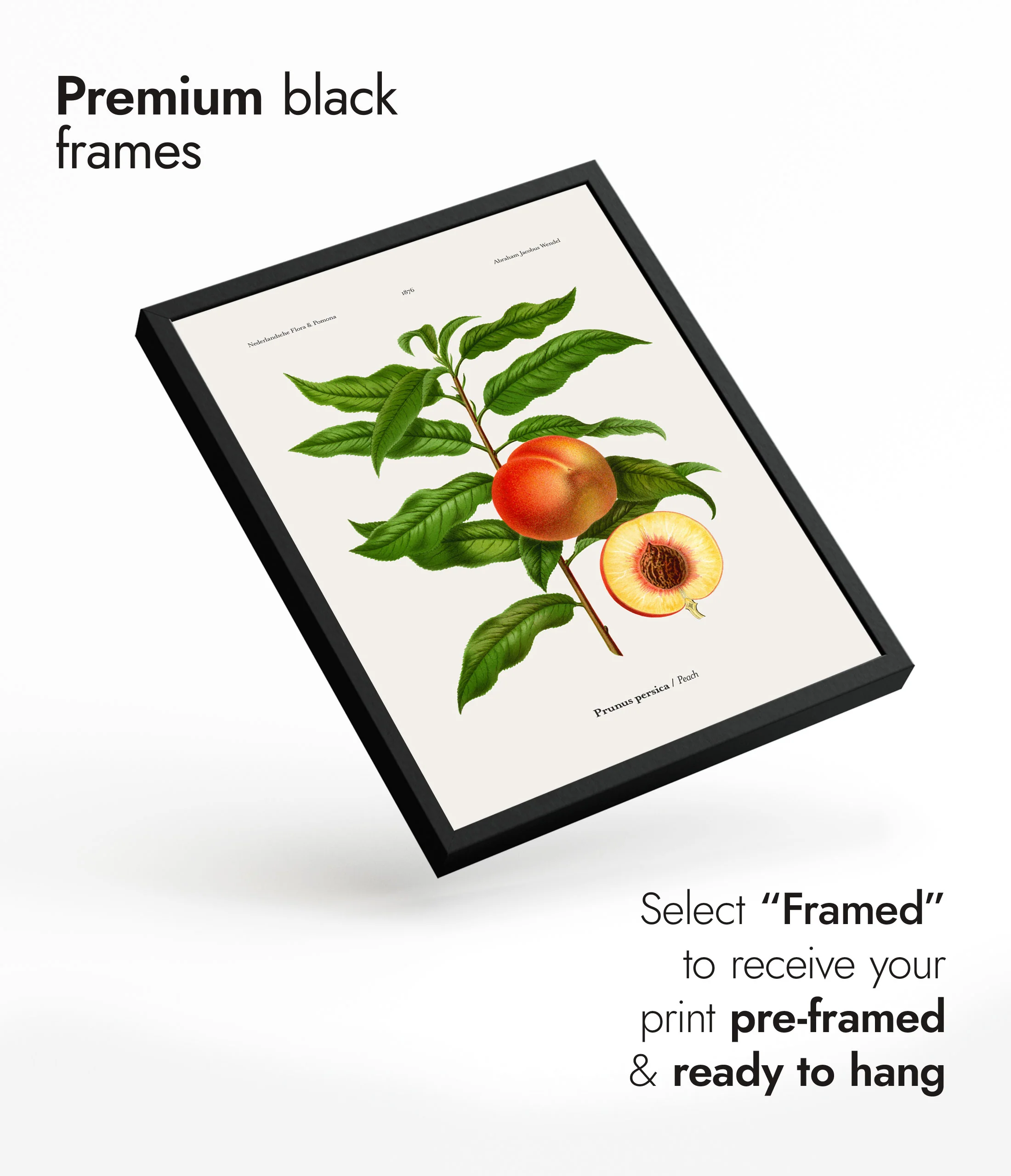 Peach - Image 7