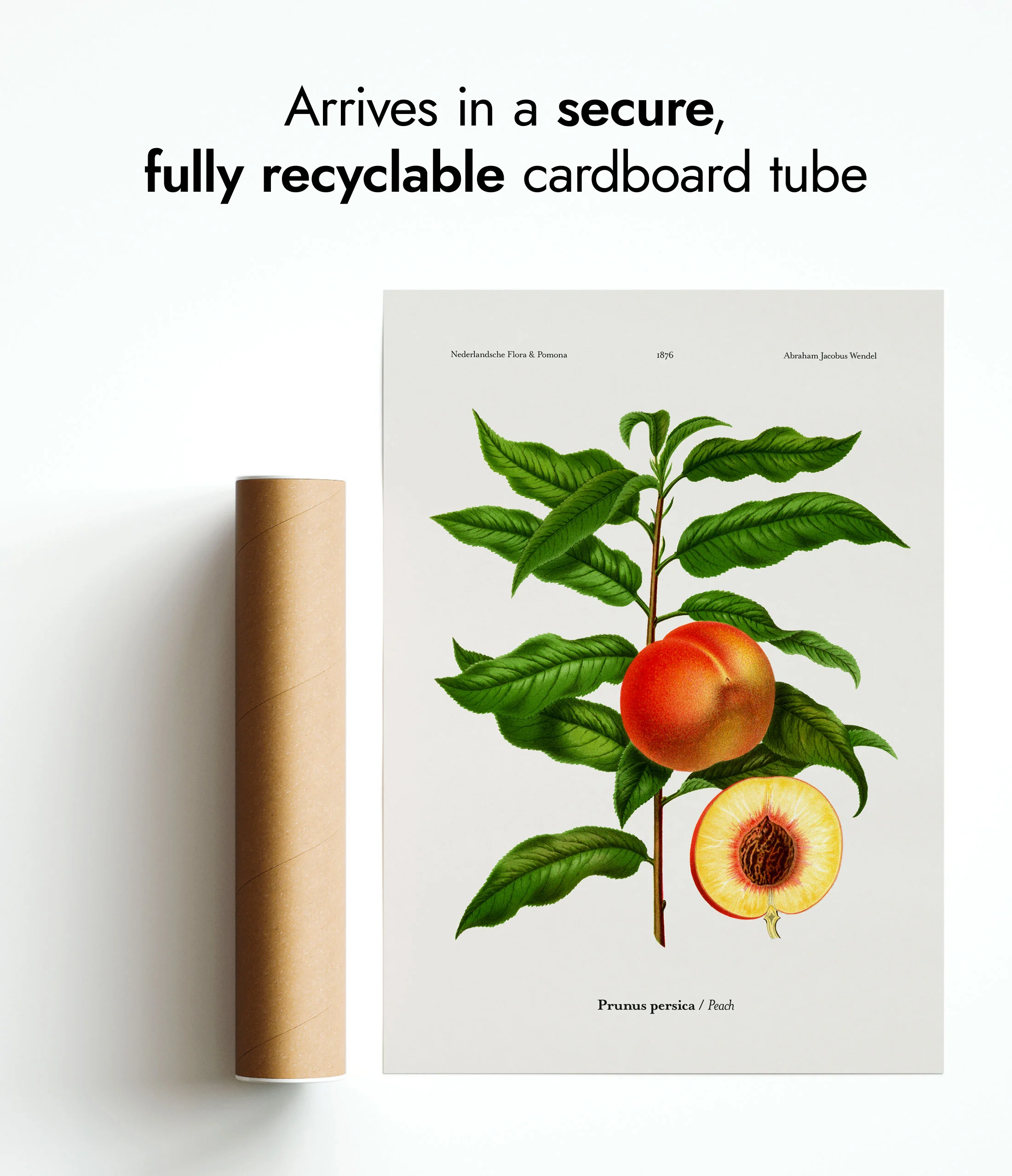 Peach - Image 9