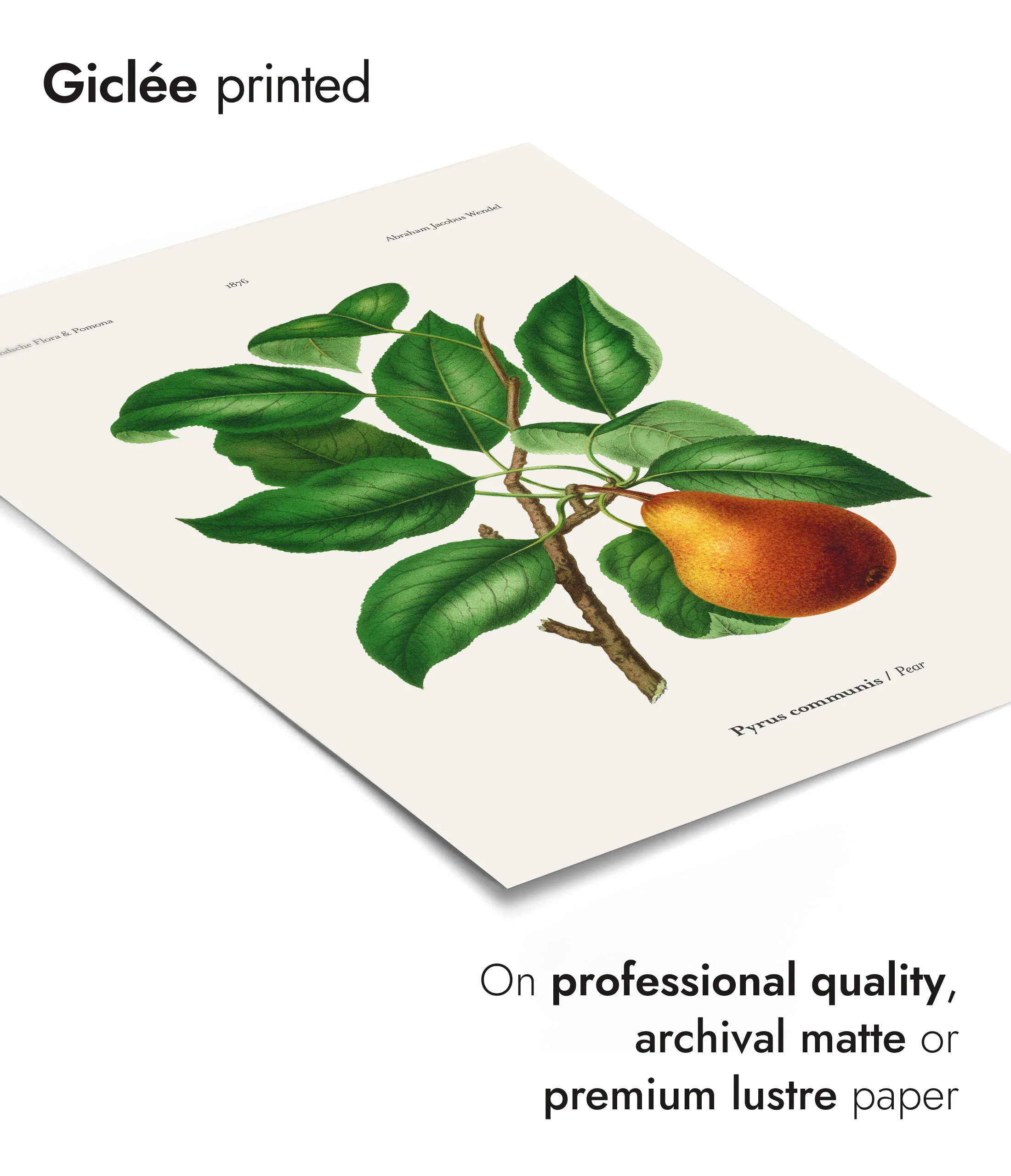 Pear - Image 6