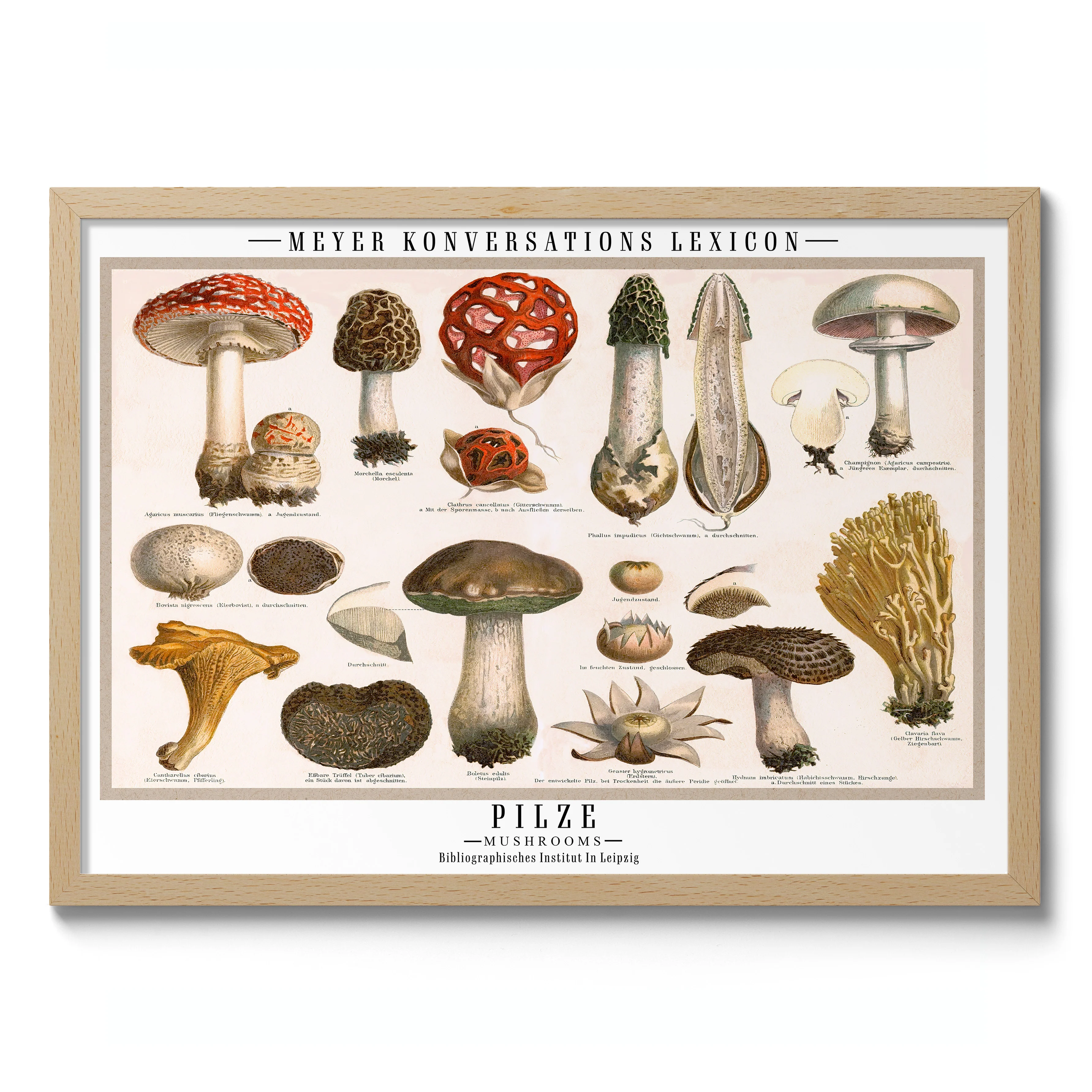 Pilze Mushrooms - Image 3