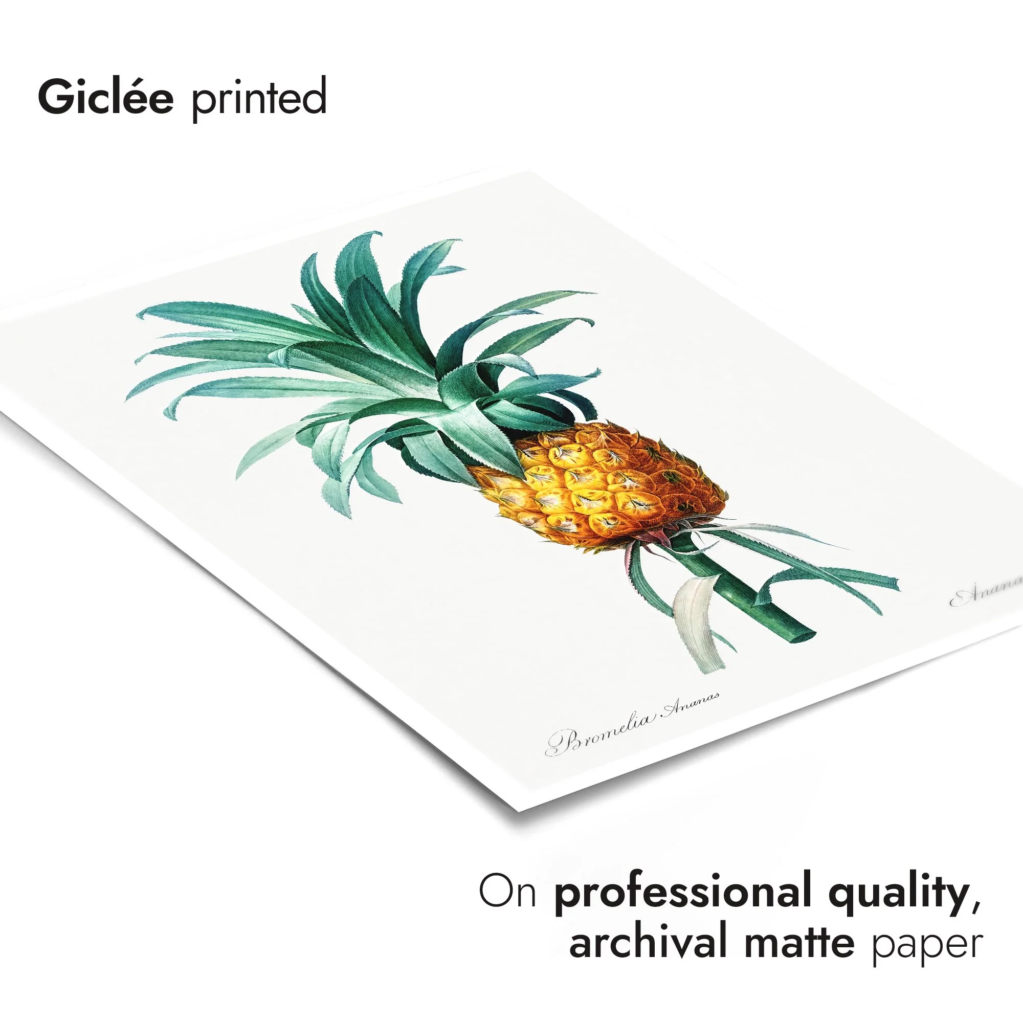 Pineapple - Image 6