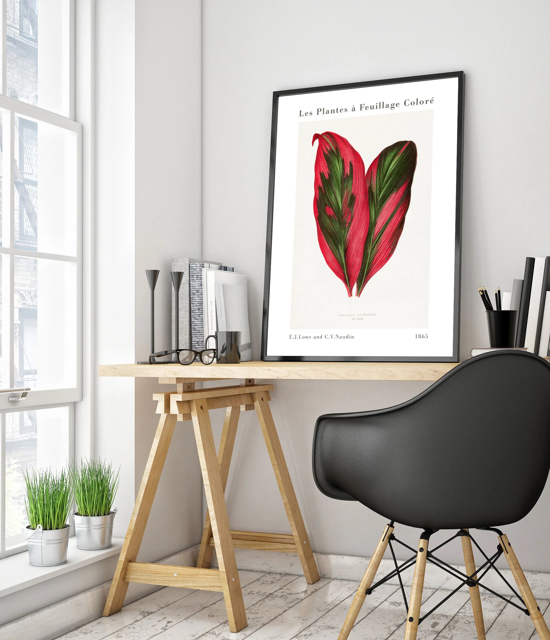 Pink Dracaena Terminalis - Image 5