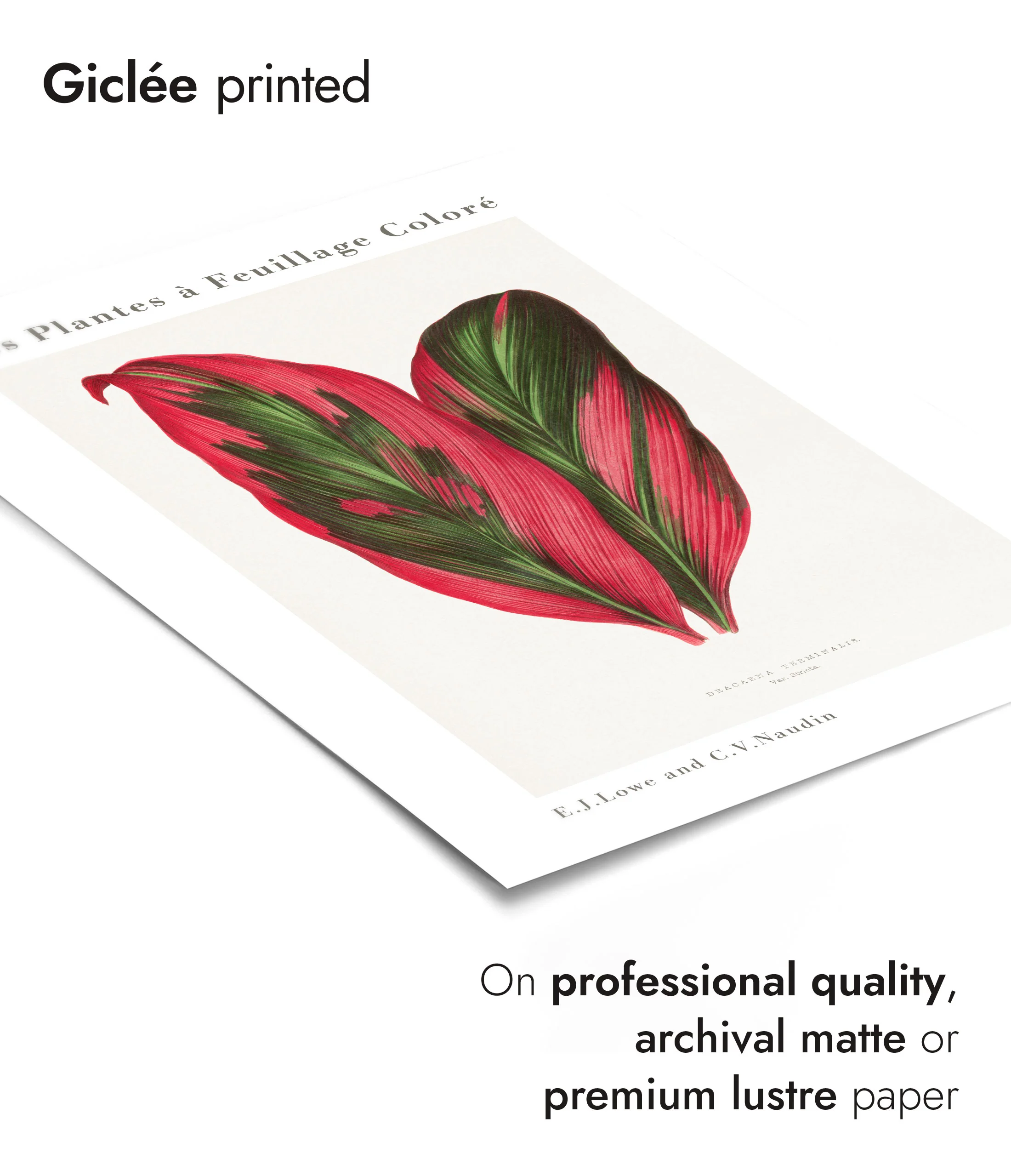 Pink Dracaena Terminalis - Image 6