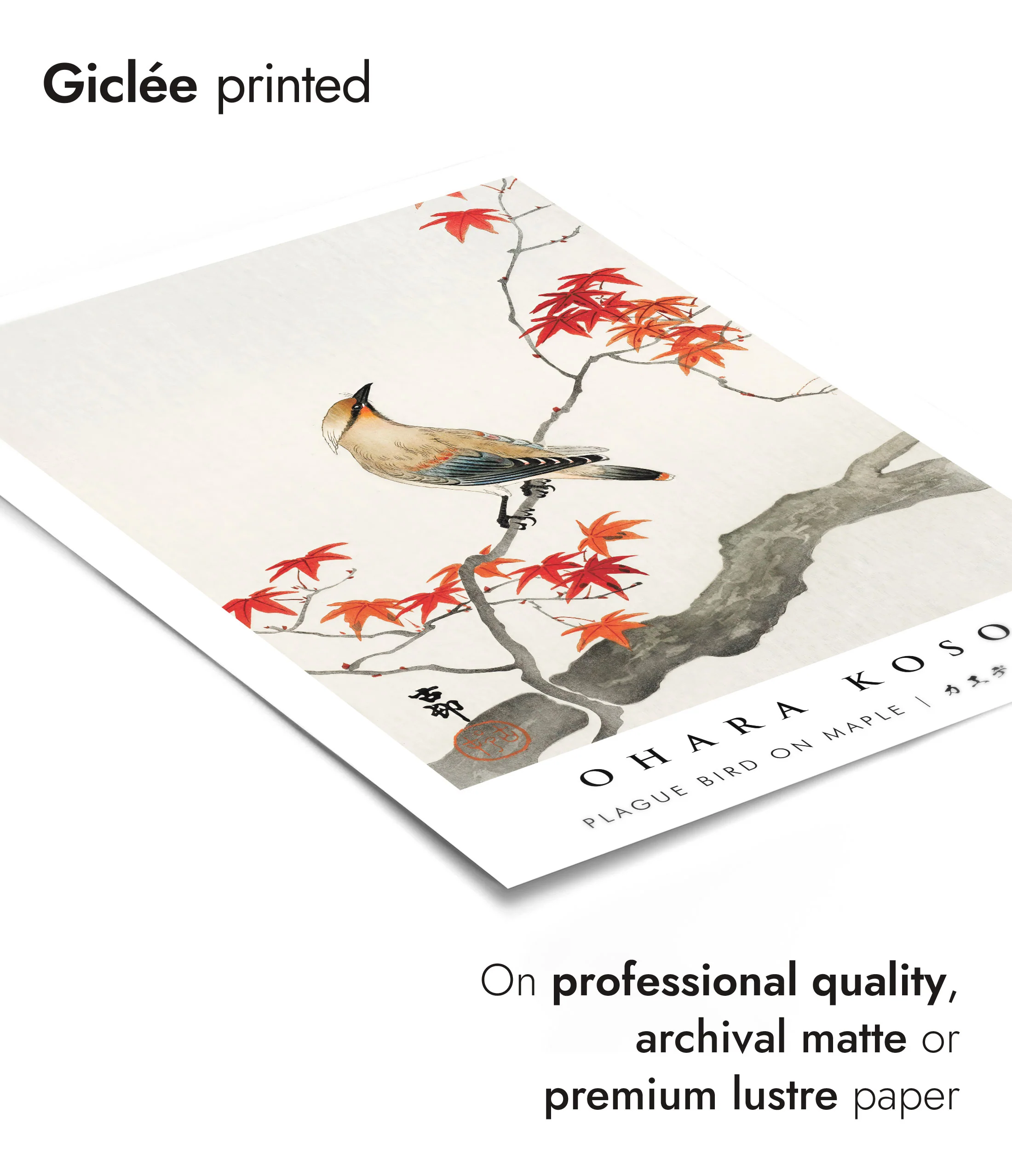 Plague Bird on Maple - Image 6