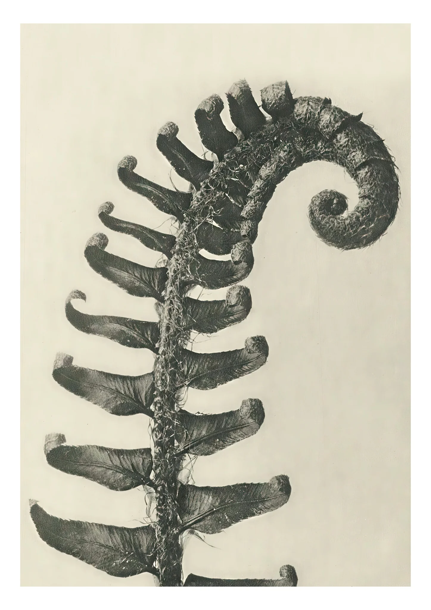 Plantstudie 10