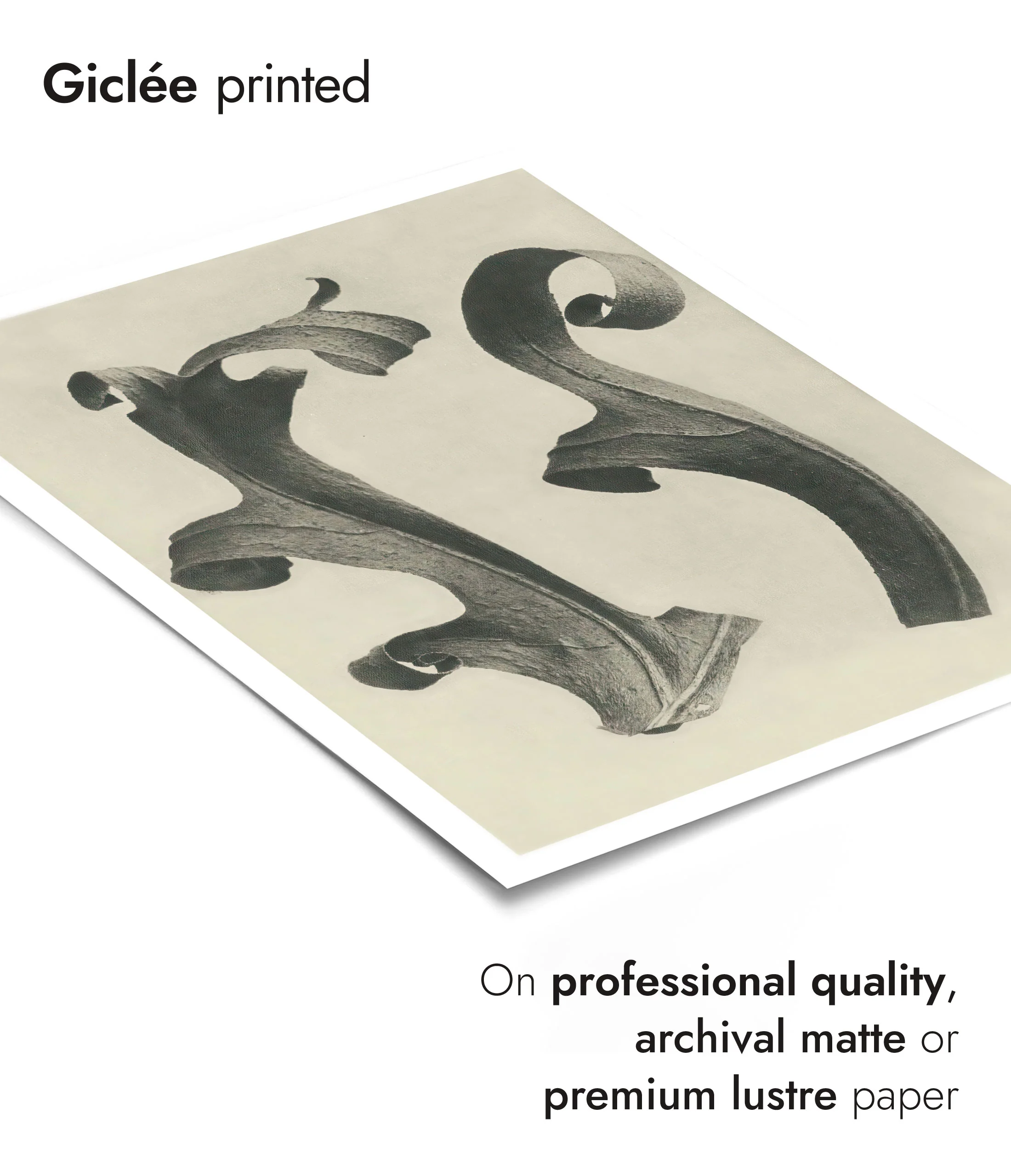 Plantstudie 11 - Image 6