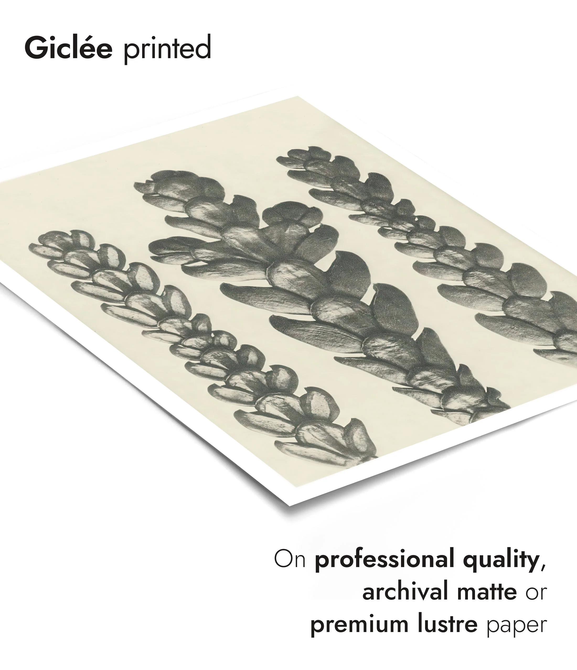 Plantstudie 12 - Image 6