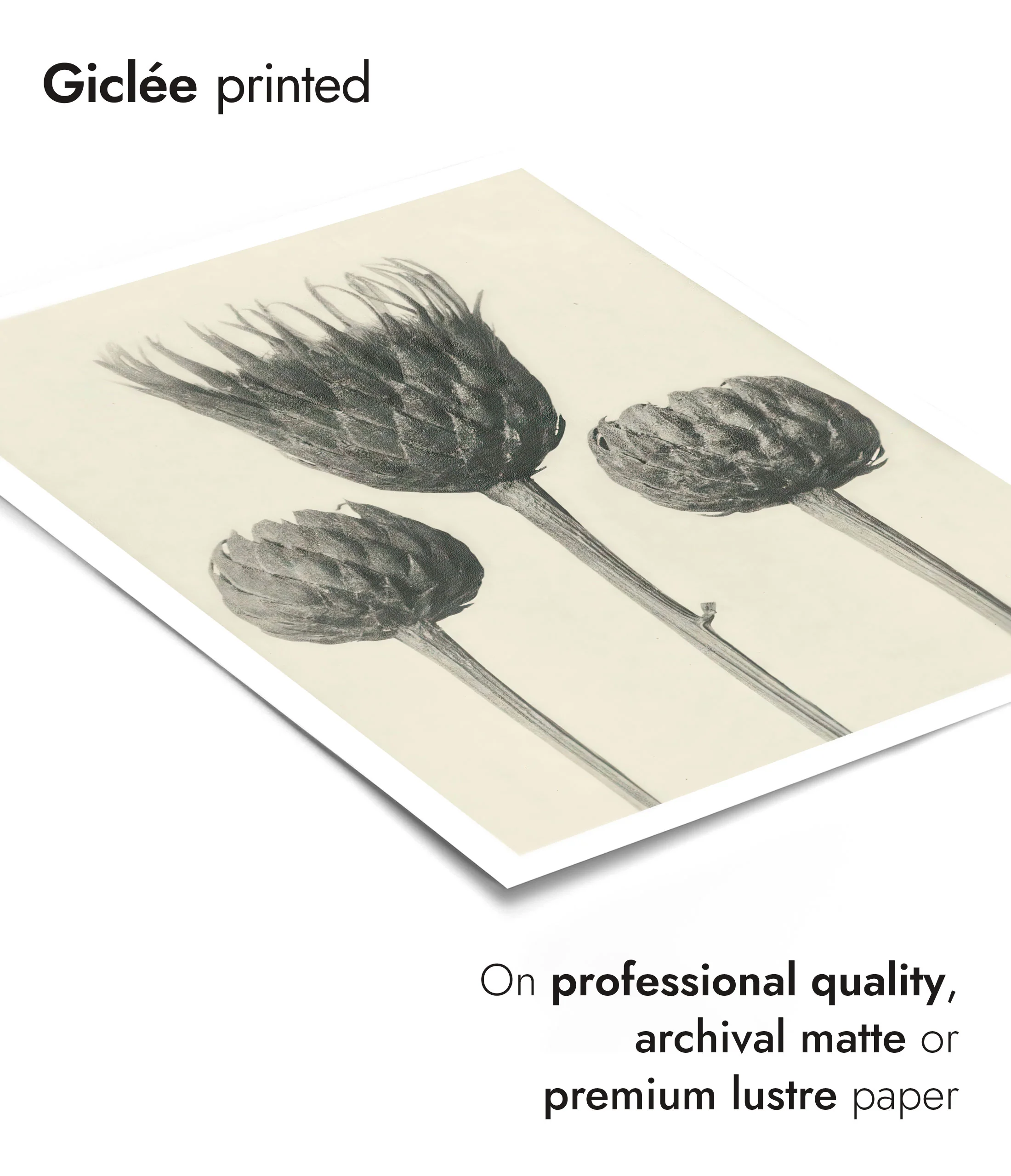 Plantstudie 13 - Image 6