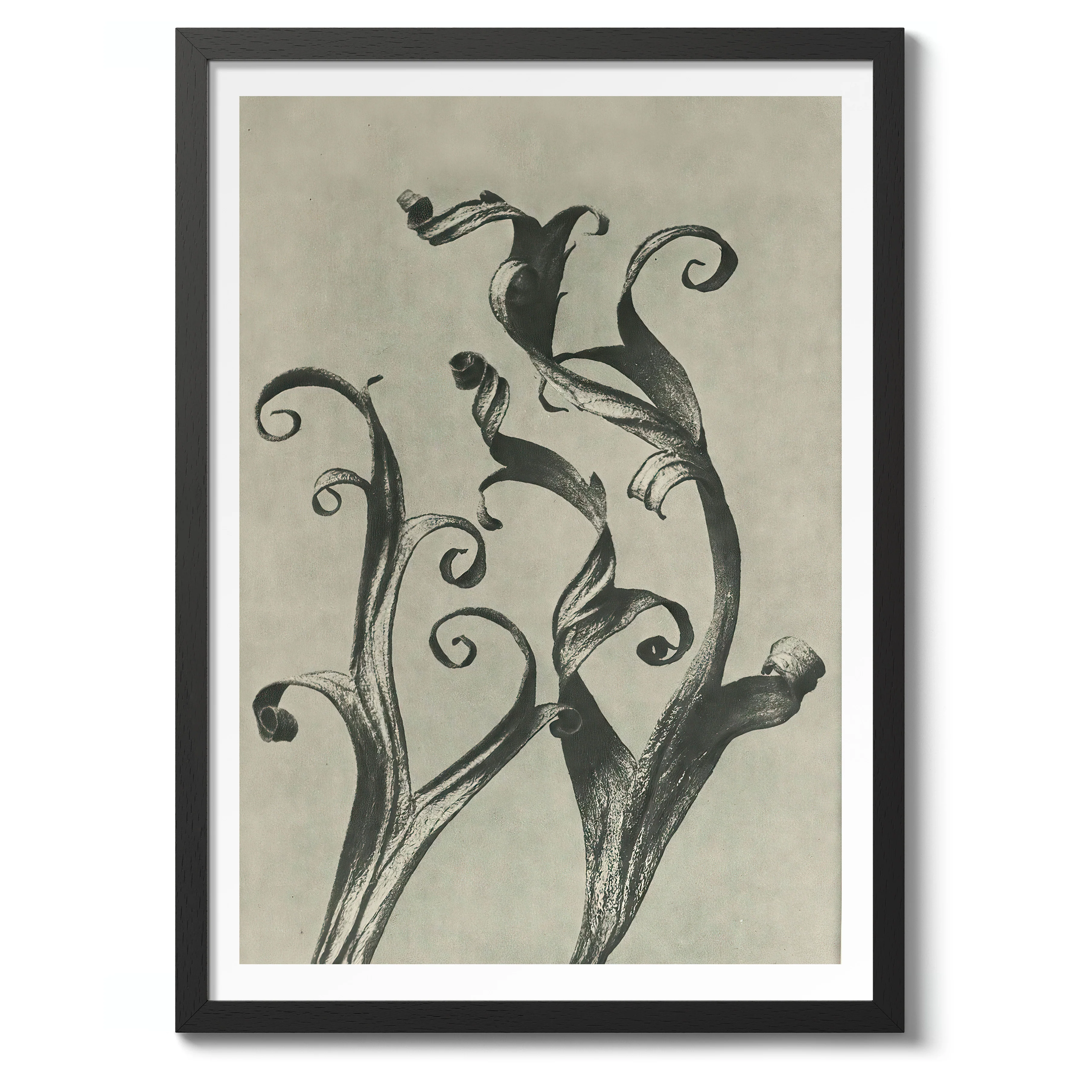 Plantstudie 14 - Image 2
