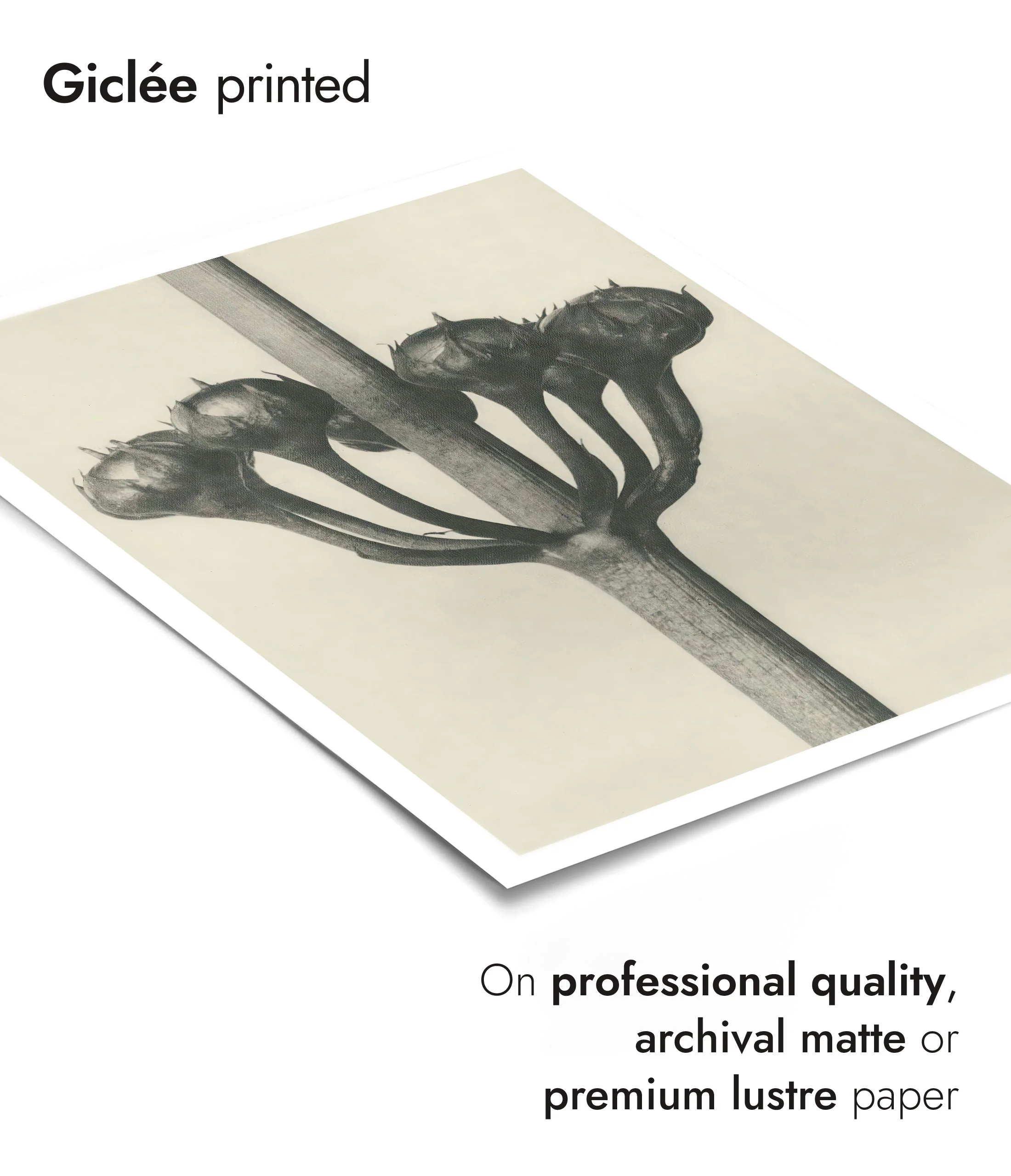 Plantstudie 2 - Image 6