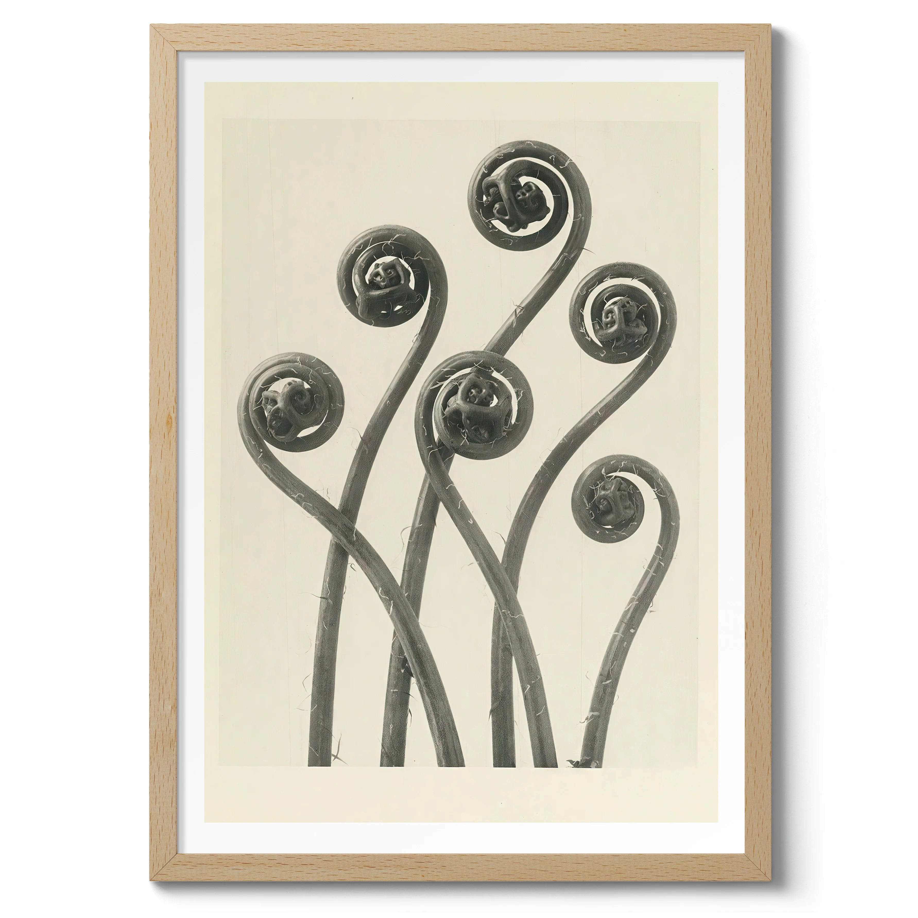 Plantstudie 4 - Image 3